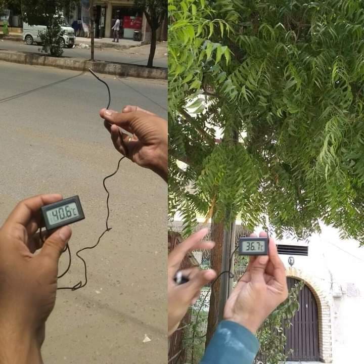 The difference in temperature with and without tree, the reason why we