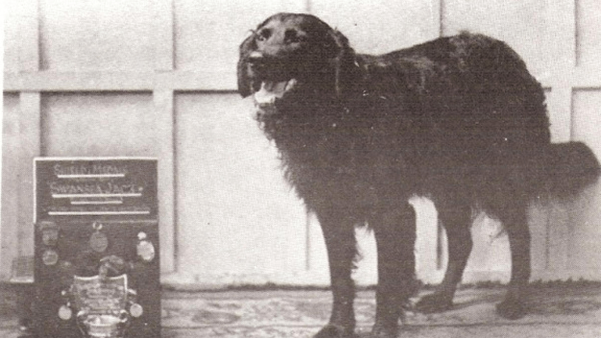 This is Swansea Jack, he was a famous Welsh dog that rescued 27 people from the docks and
