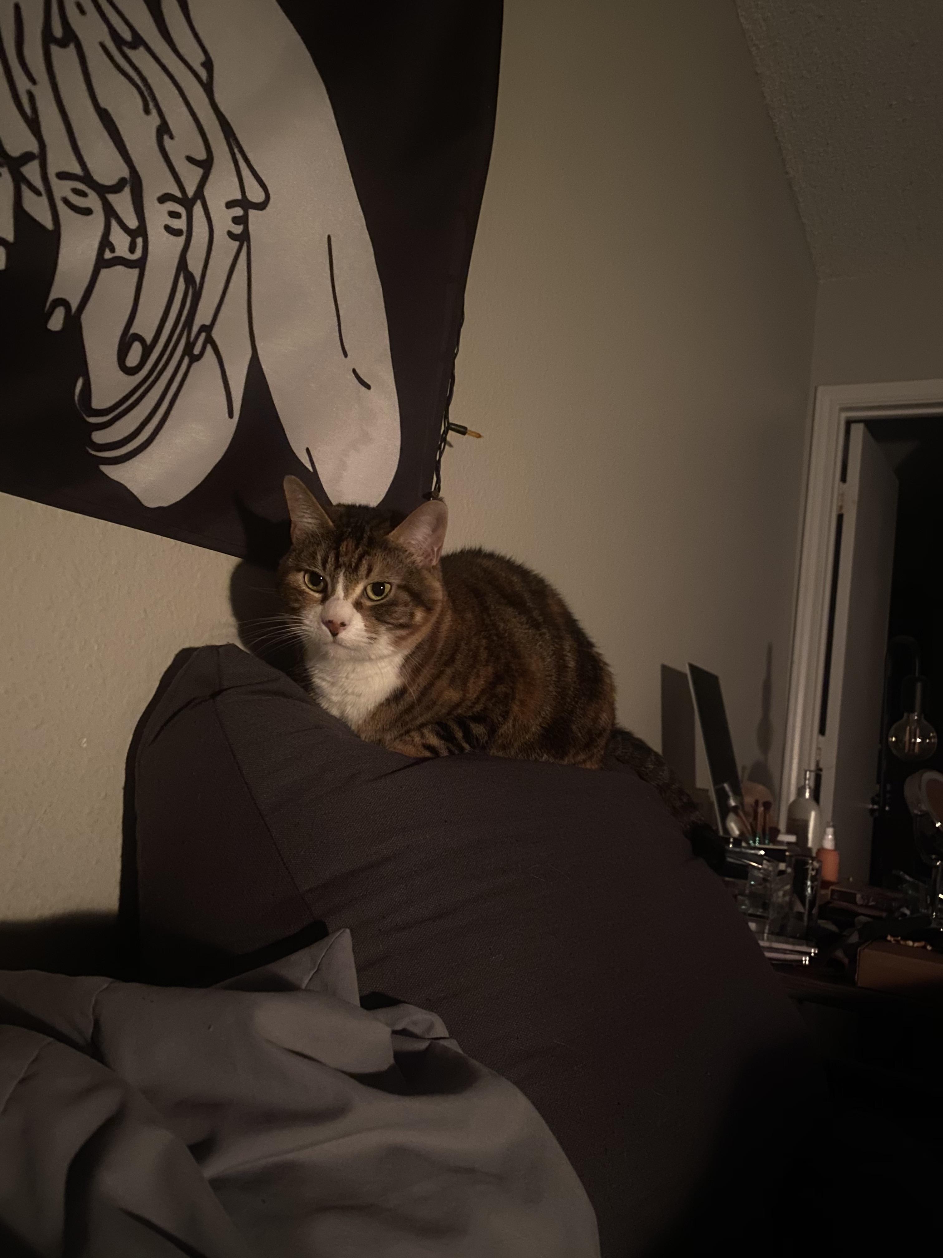 my cat uses my wedge pillow from aldi more than i do 😓 r/aldi