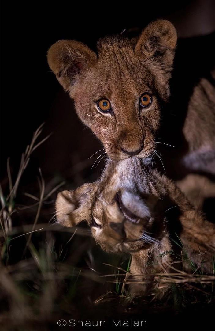 A lion cub feeding on its sibling after it died from injuries caused by