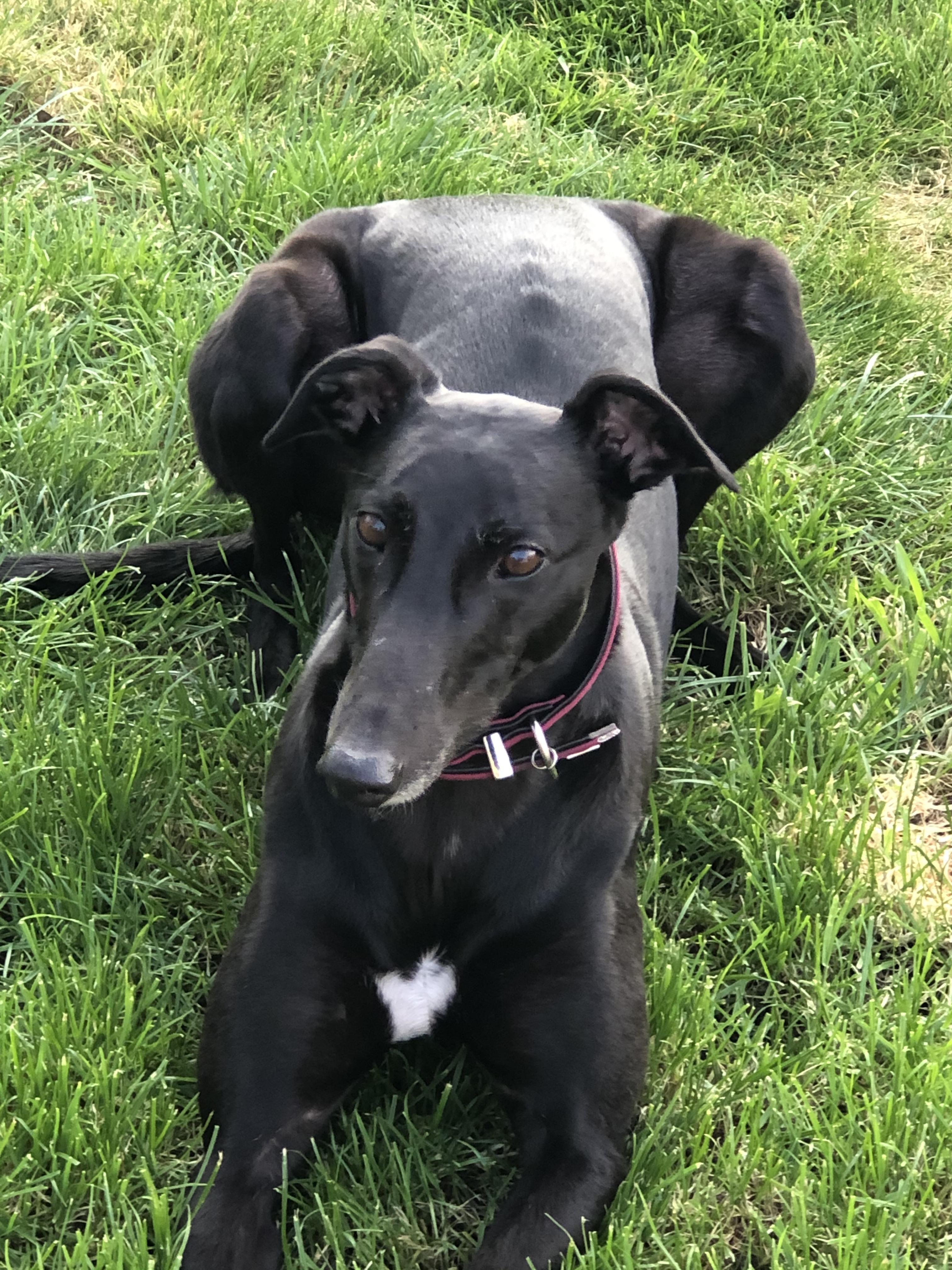 FOOD!!! r/Greyhounds