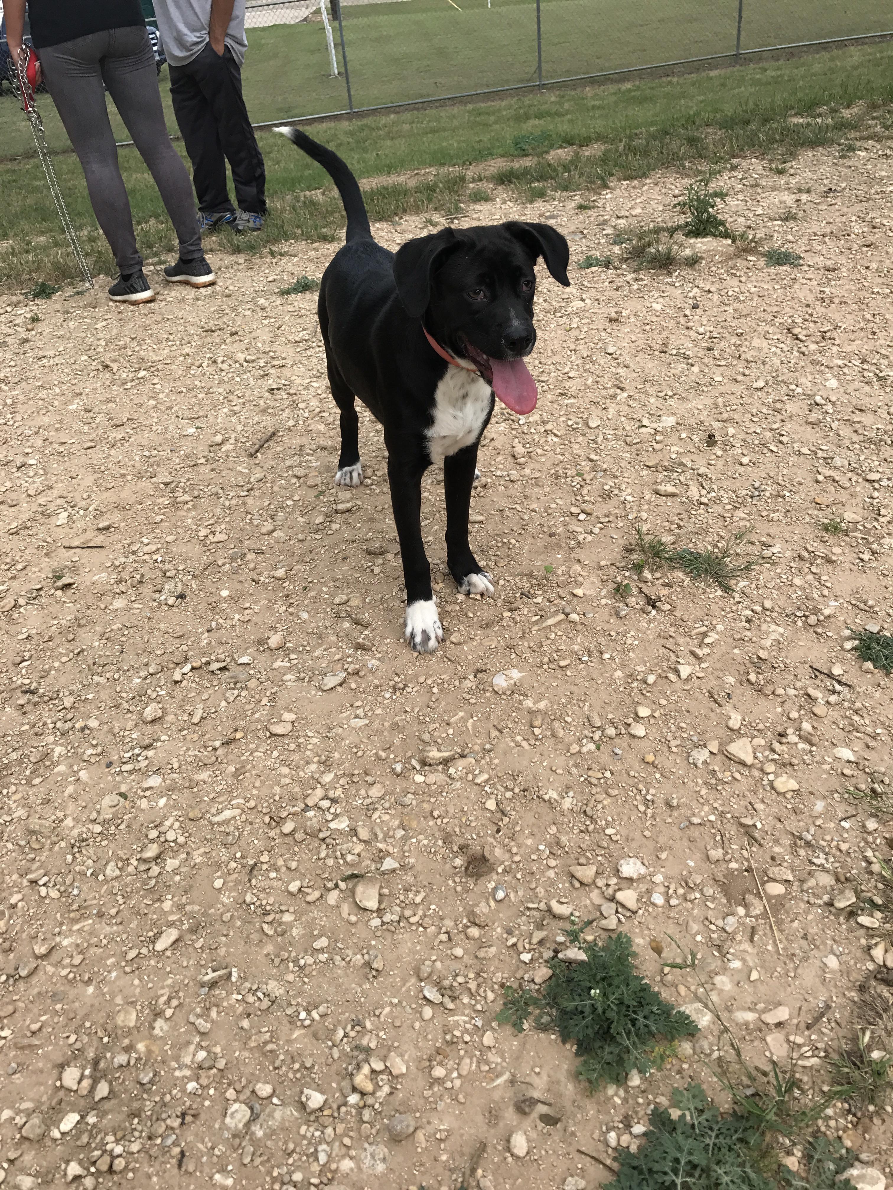 This is Harlow! I rescued her a couple weeks back. The rescue I got her from said they thought