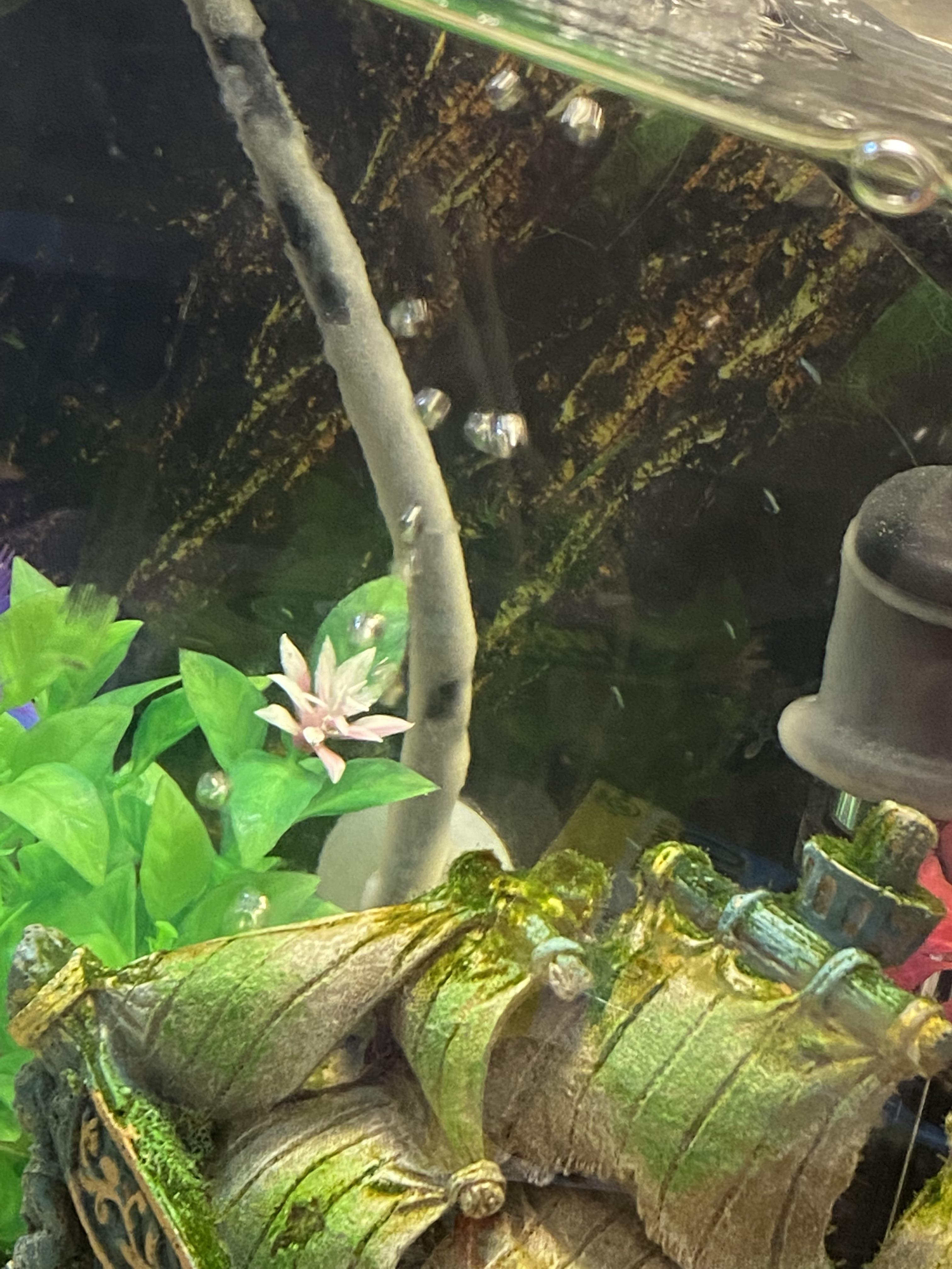 What is this white stuff on my black air hose? r/Aquariums