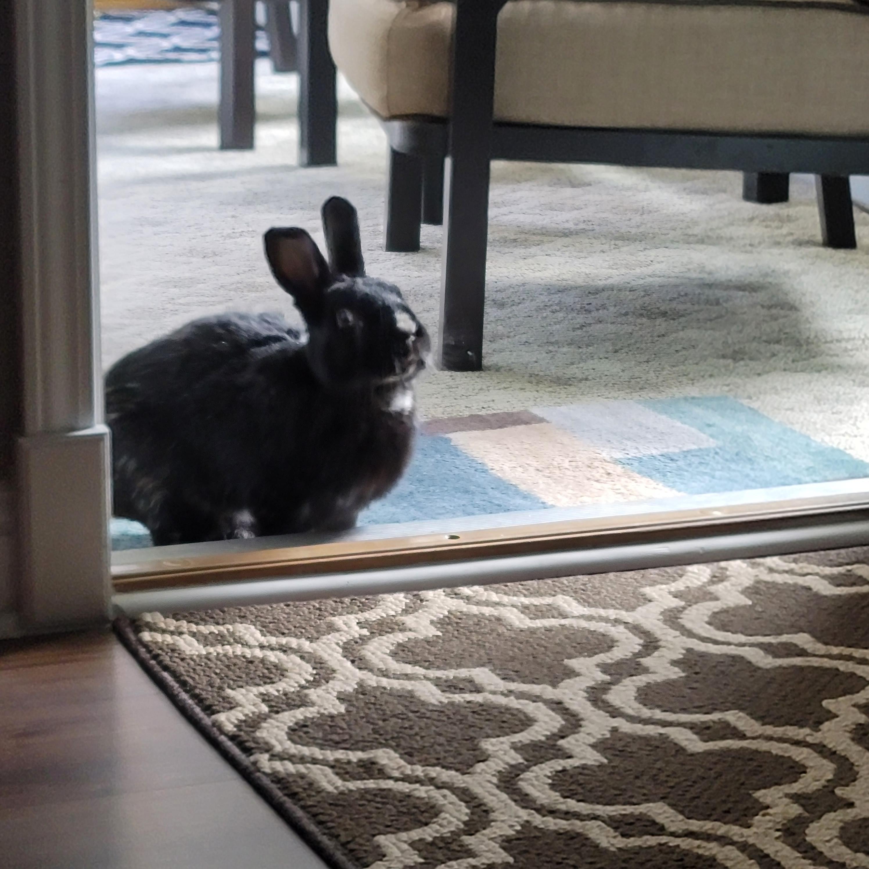 Sassypants Stella is enjoying free roam. r/Rabbits