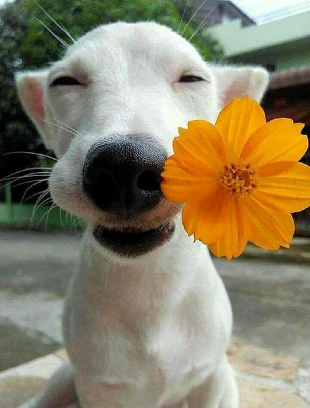 Just a happy dog reminding us to smell the flowers r/aww