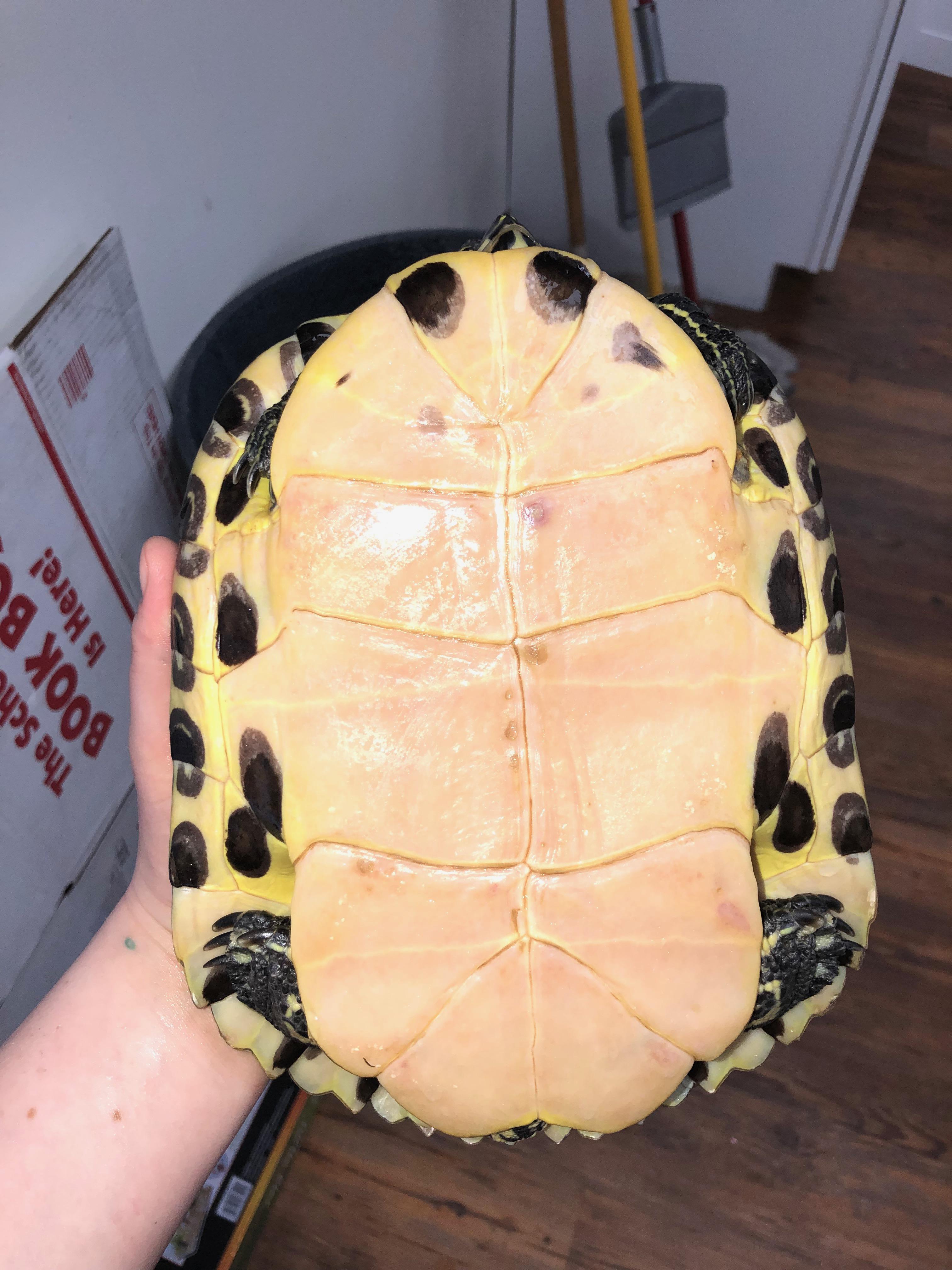 Yellow Bellied Slider Shell