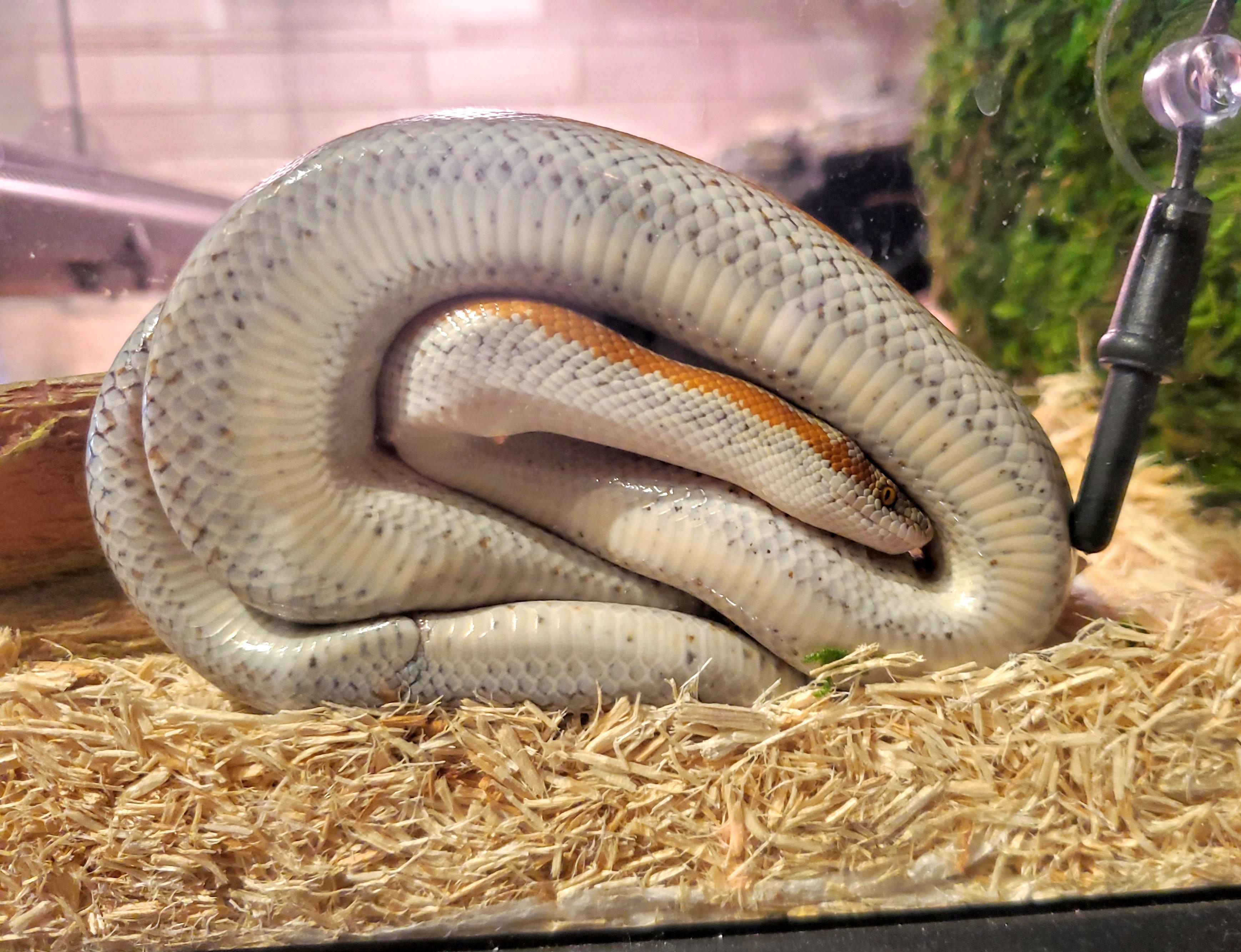 Our boy pretzeled right after he finished shedding, showing off his