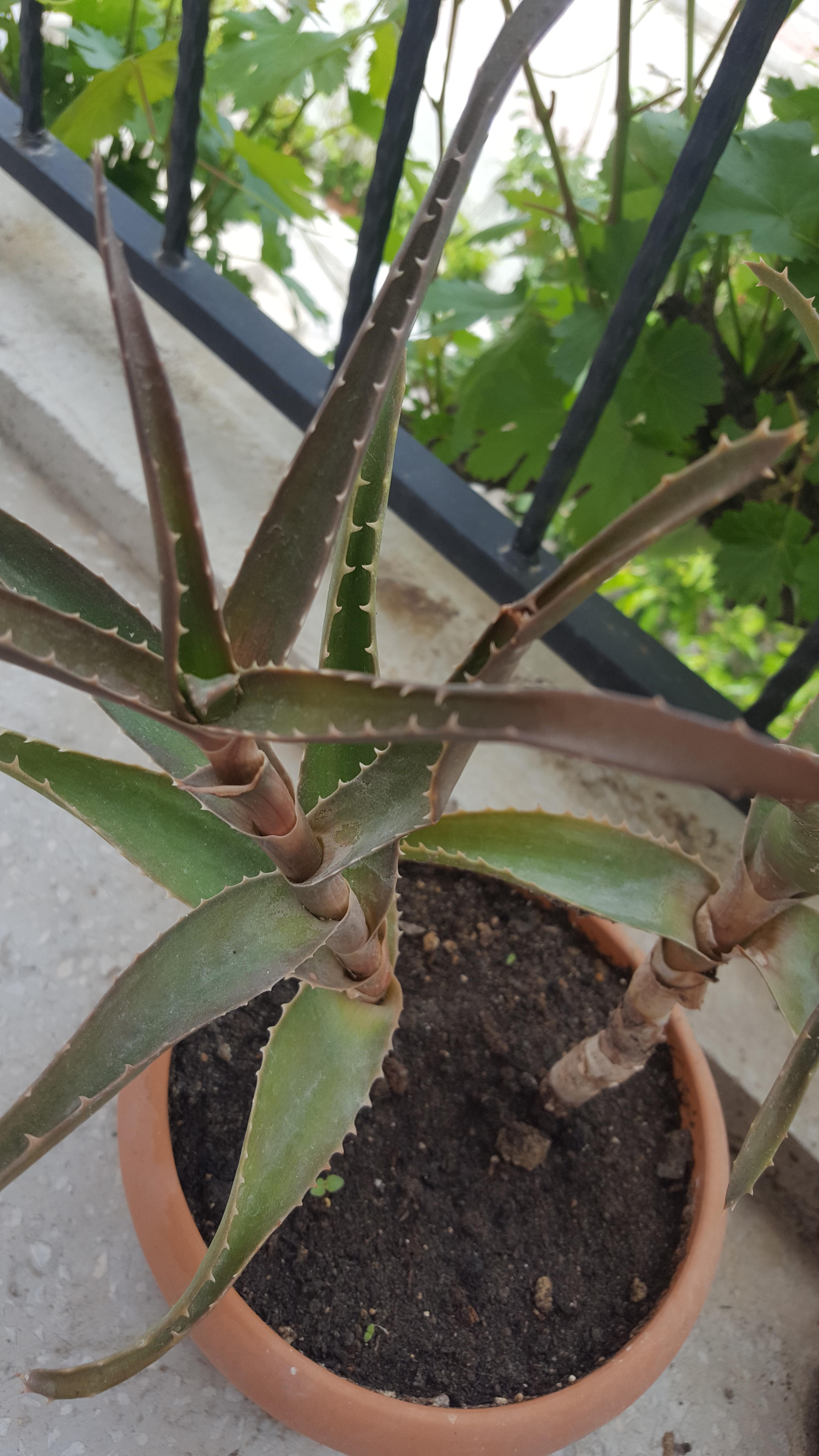 The upper parts of the aloe vera began to turn purple. What's its