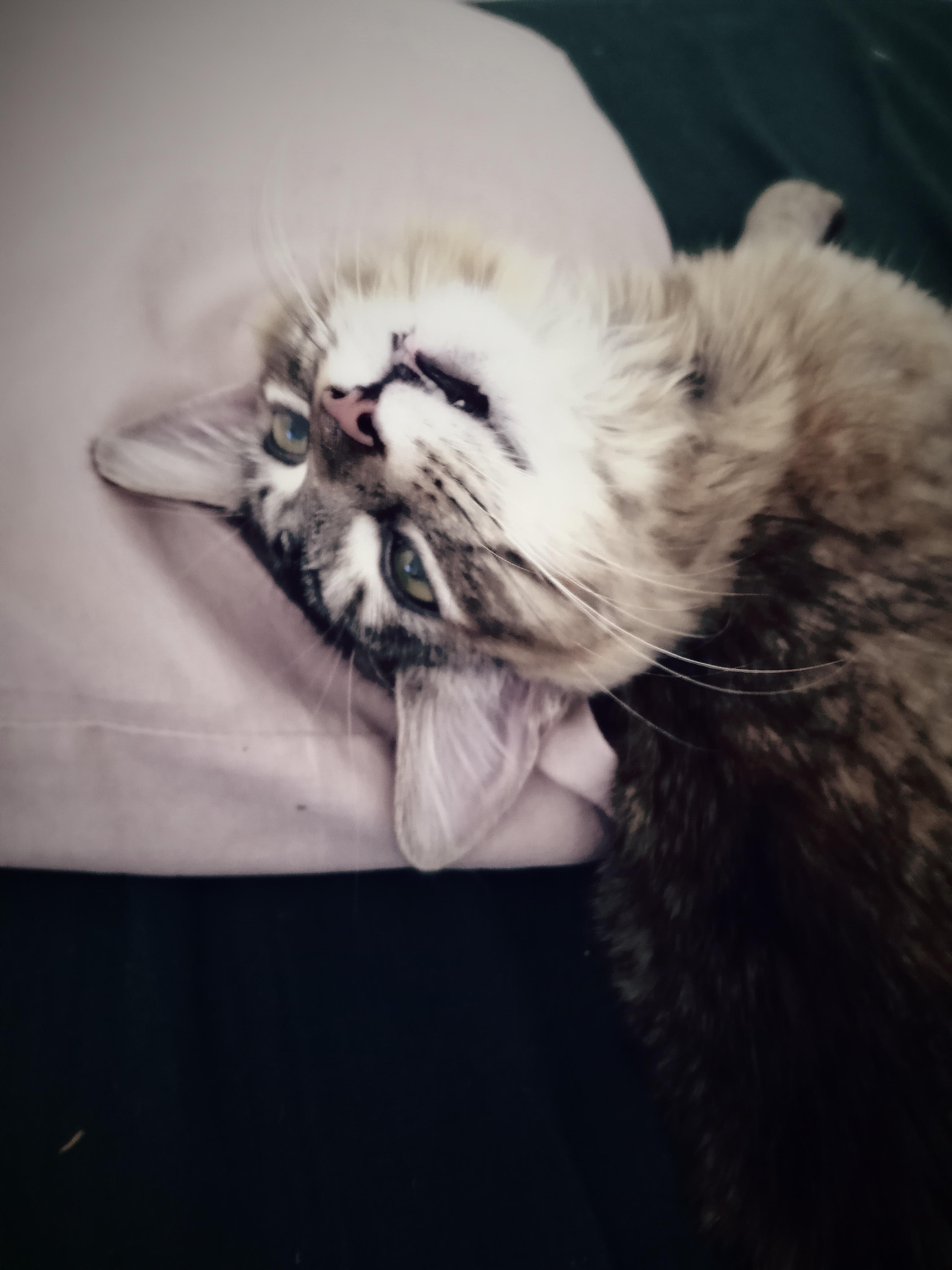 Does my cat look dead or undead😂 r/cats