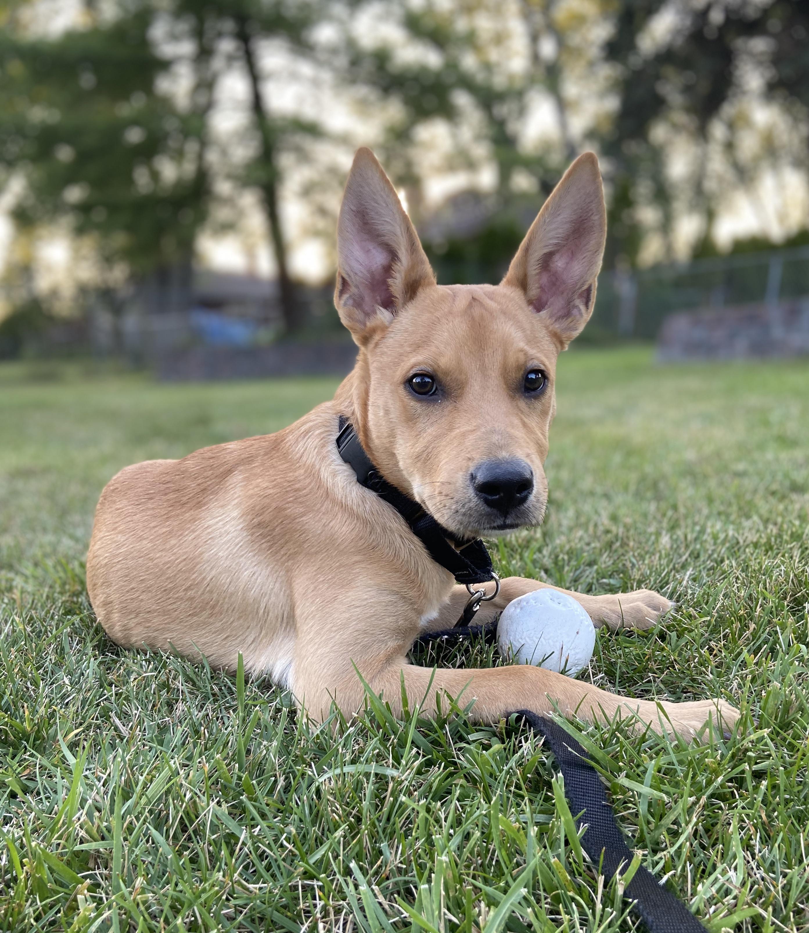 Carolina dog/mix? r/DoggyDNA