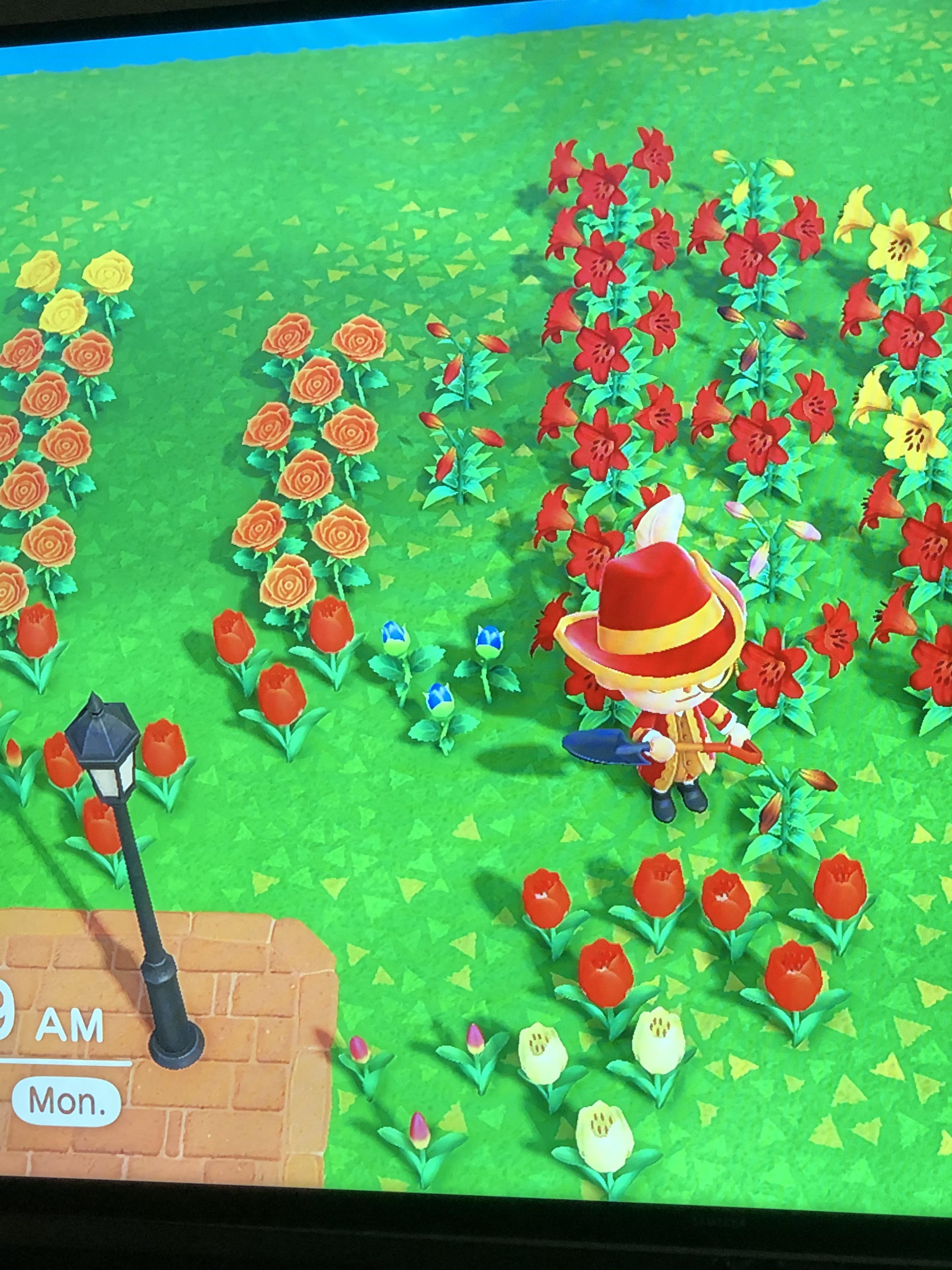 How did I get a blue rose here? r/ACNHGardening