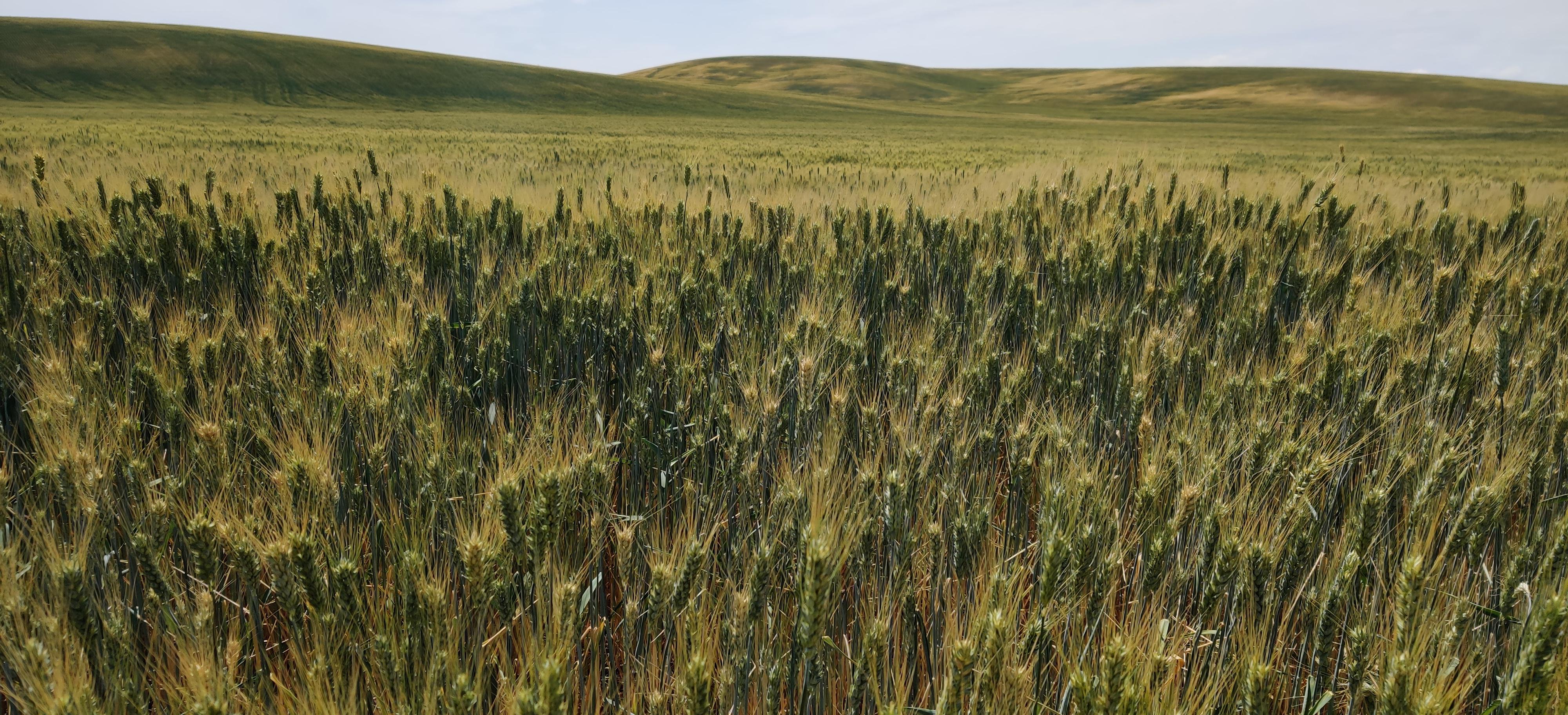 Palouse Wheat Field South of Harrington, Washington, US [OC