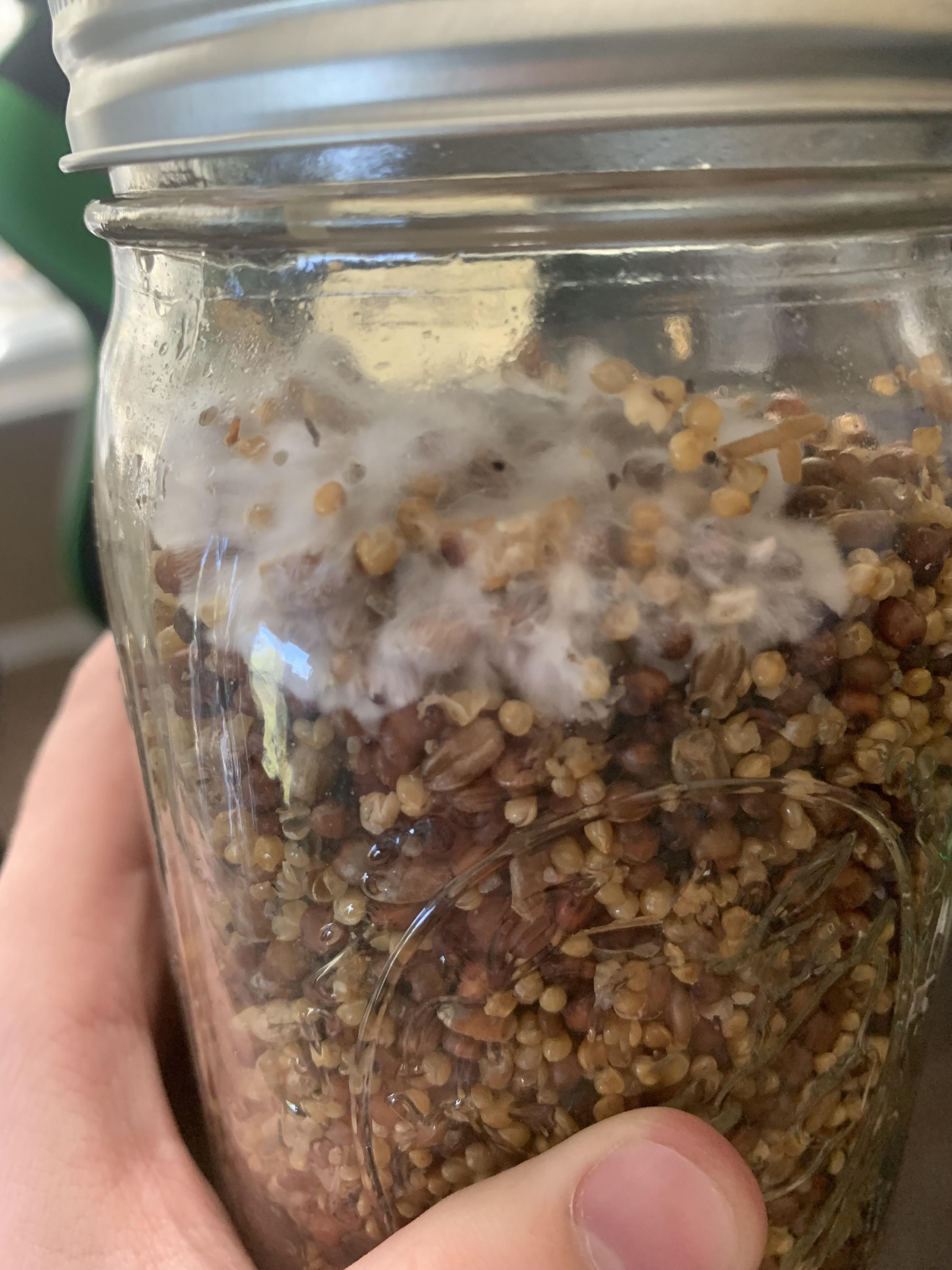 Can’t tell if this is mycelium or mold, first time growing wbs, and