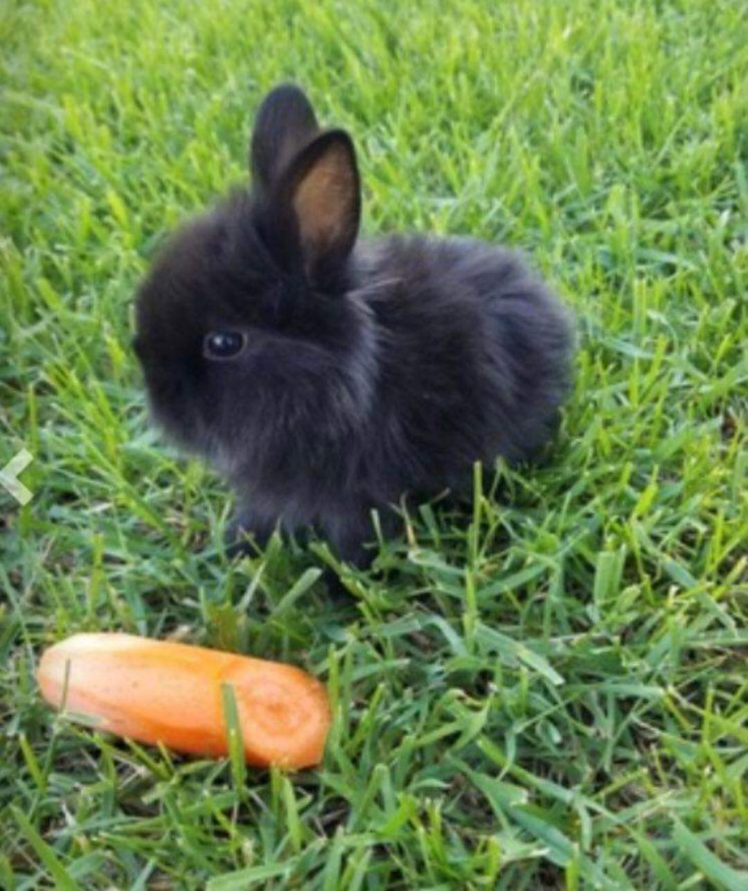 I can't get over how my rabbit used to be🤣 Rabbits