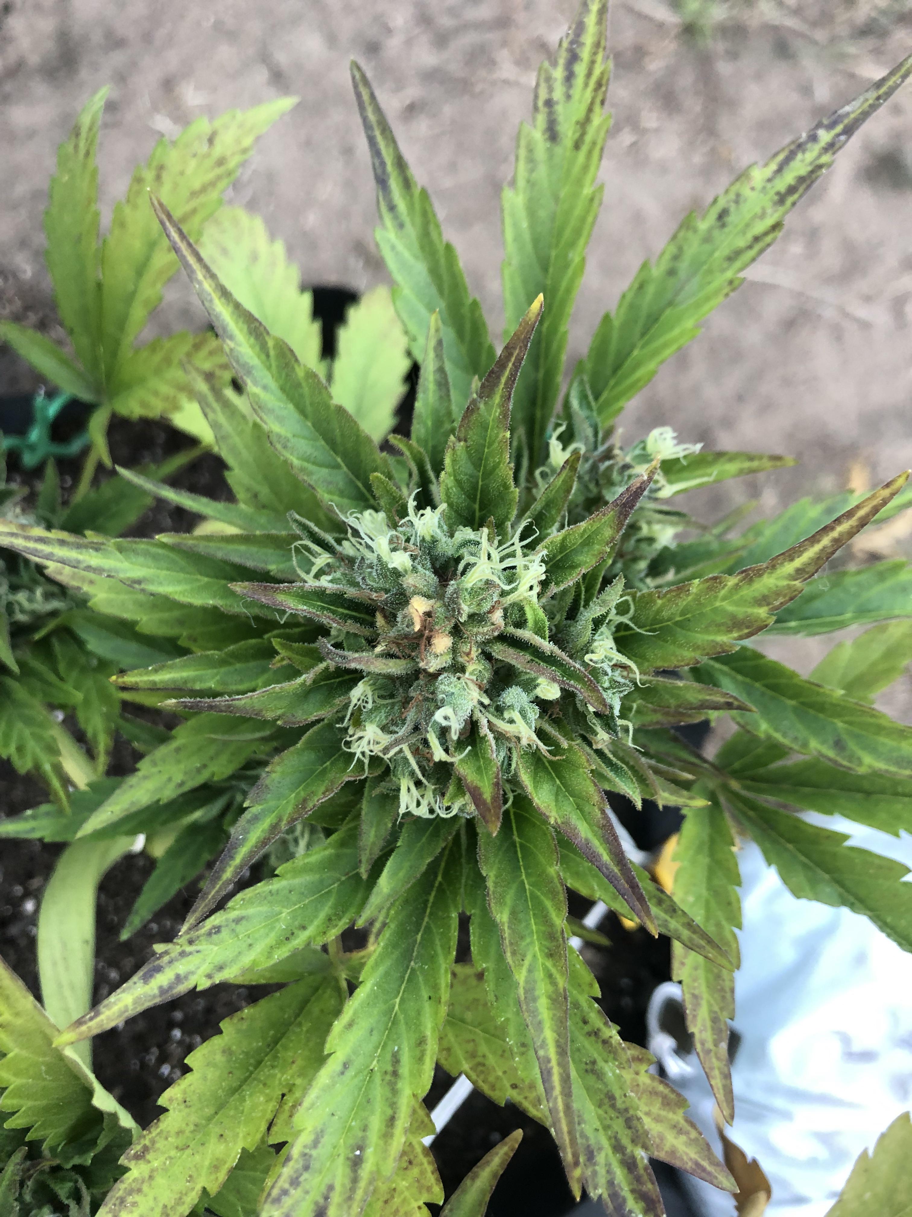 Why is my bud turning yellow now? Also last year this same strain didn