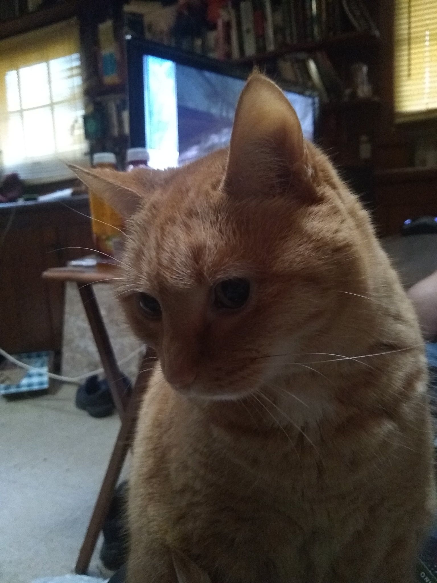 Missing cat, 13 year old neutered male lost in the Highlands early