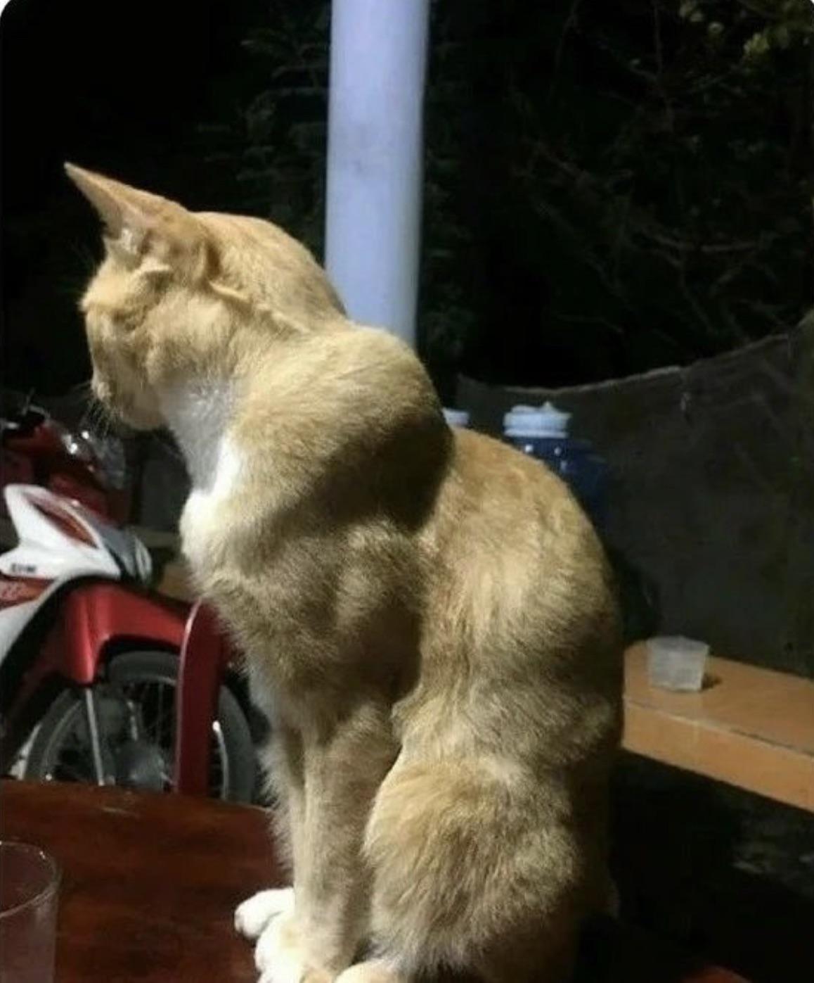 Most Muscular Cat In The World