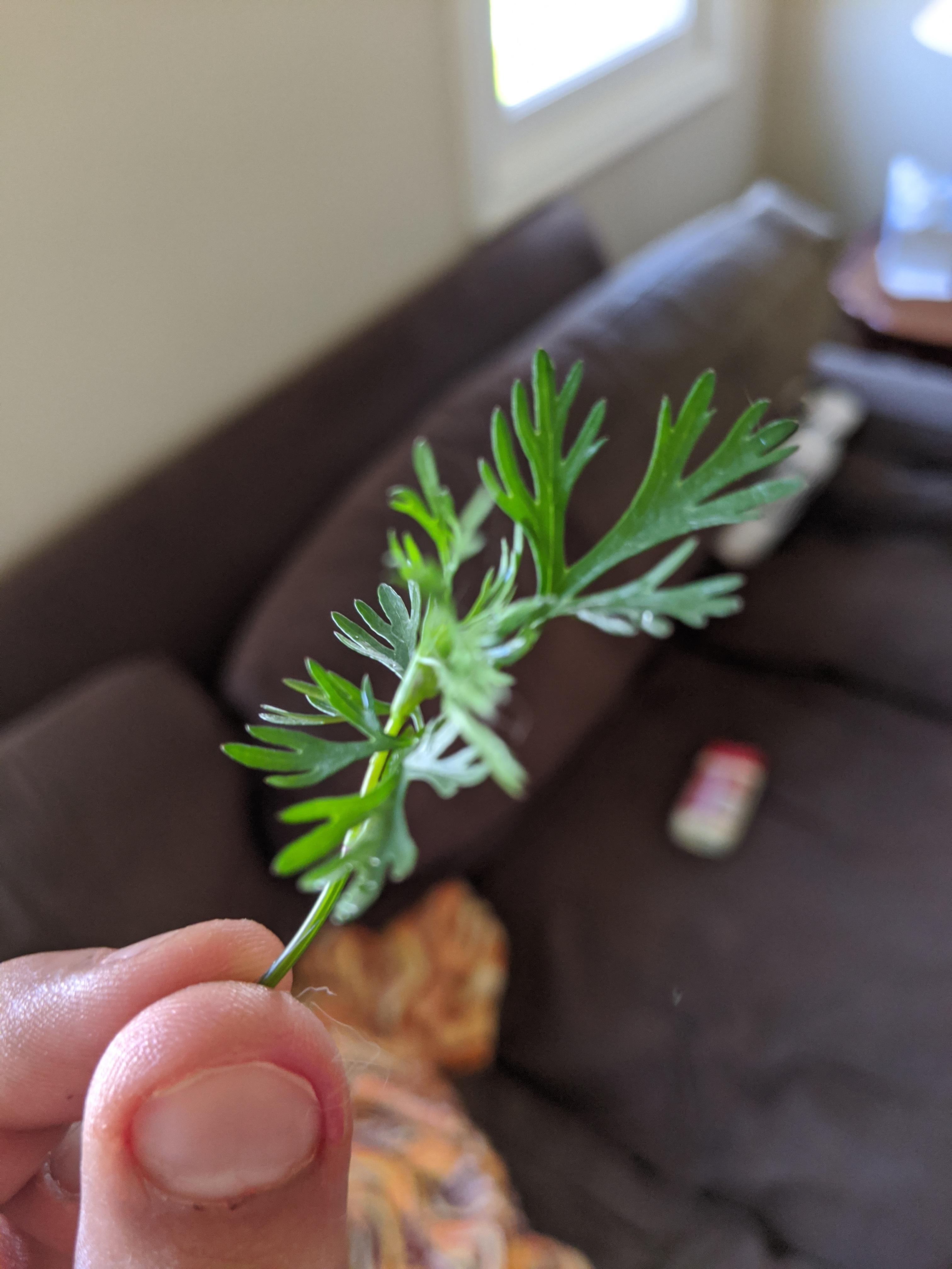 Growing cilantro all my other leaves and stuff looks okay except for this little guy. Did I do