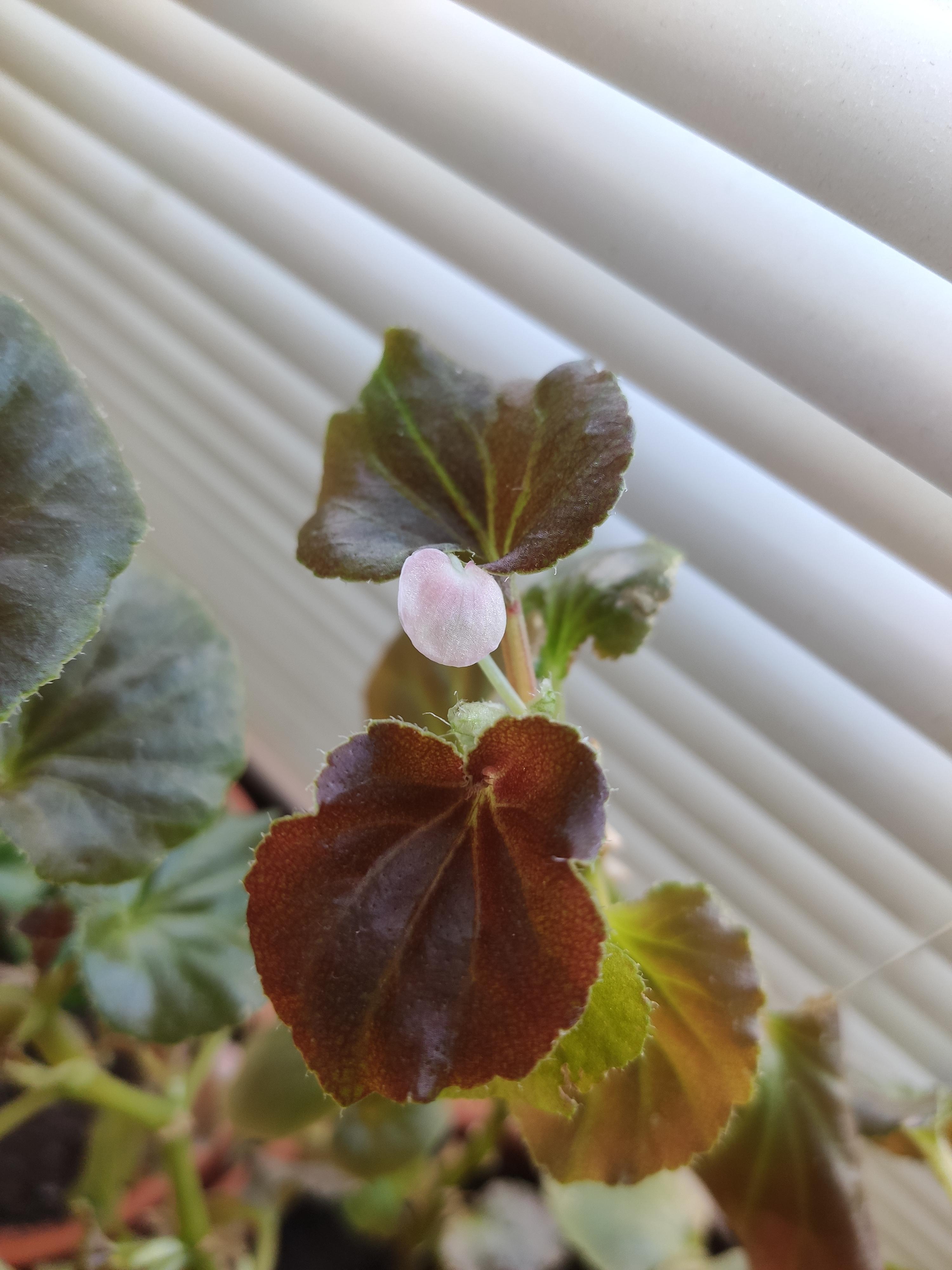 First bloom of the year on my begonia r/houseplants
