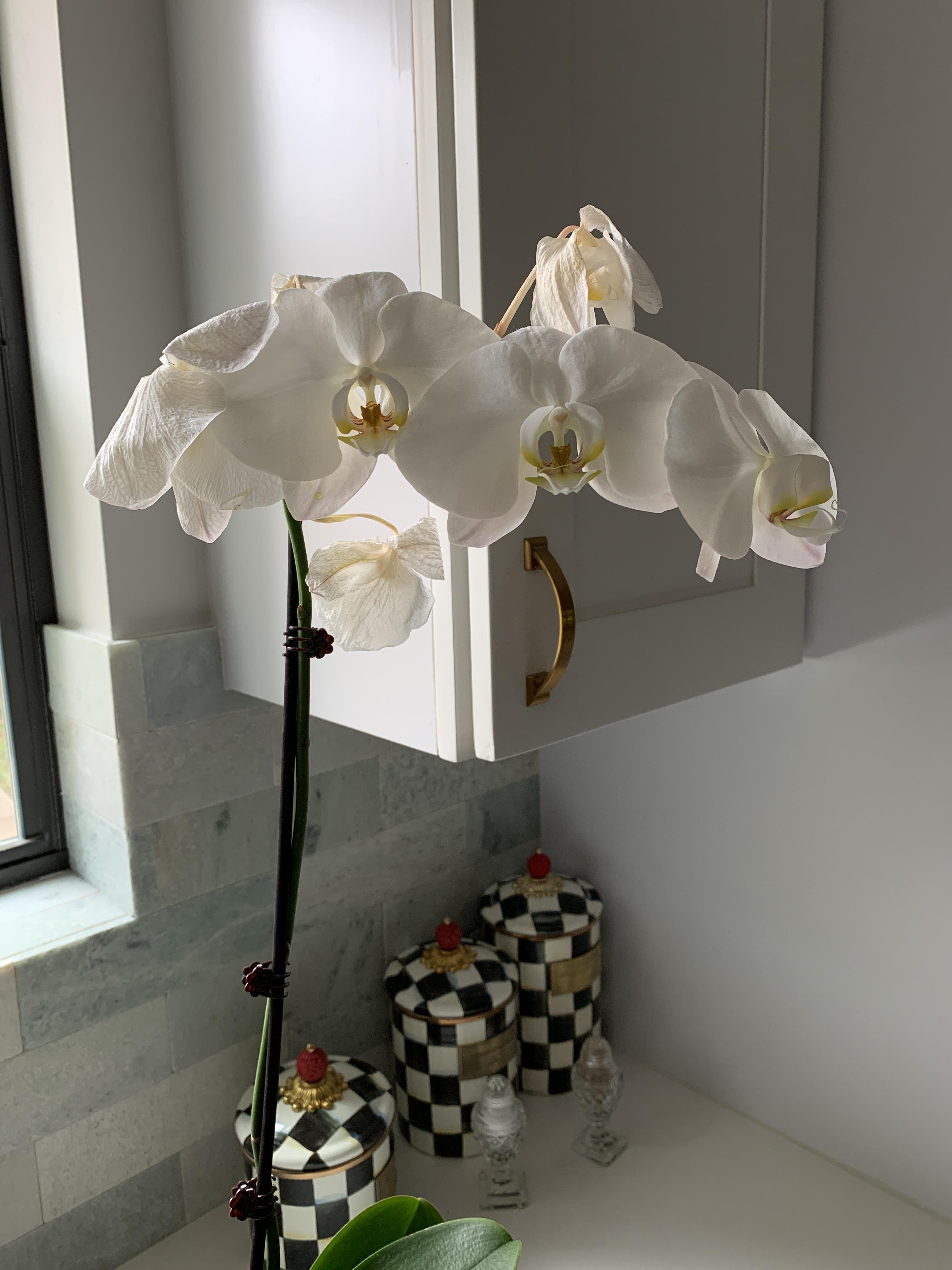 Is my orchid dying? I’m trying to get better at taking care of my