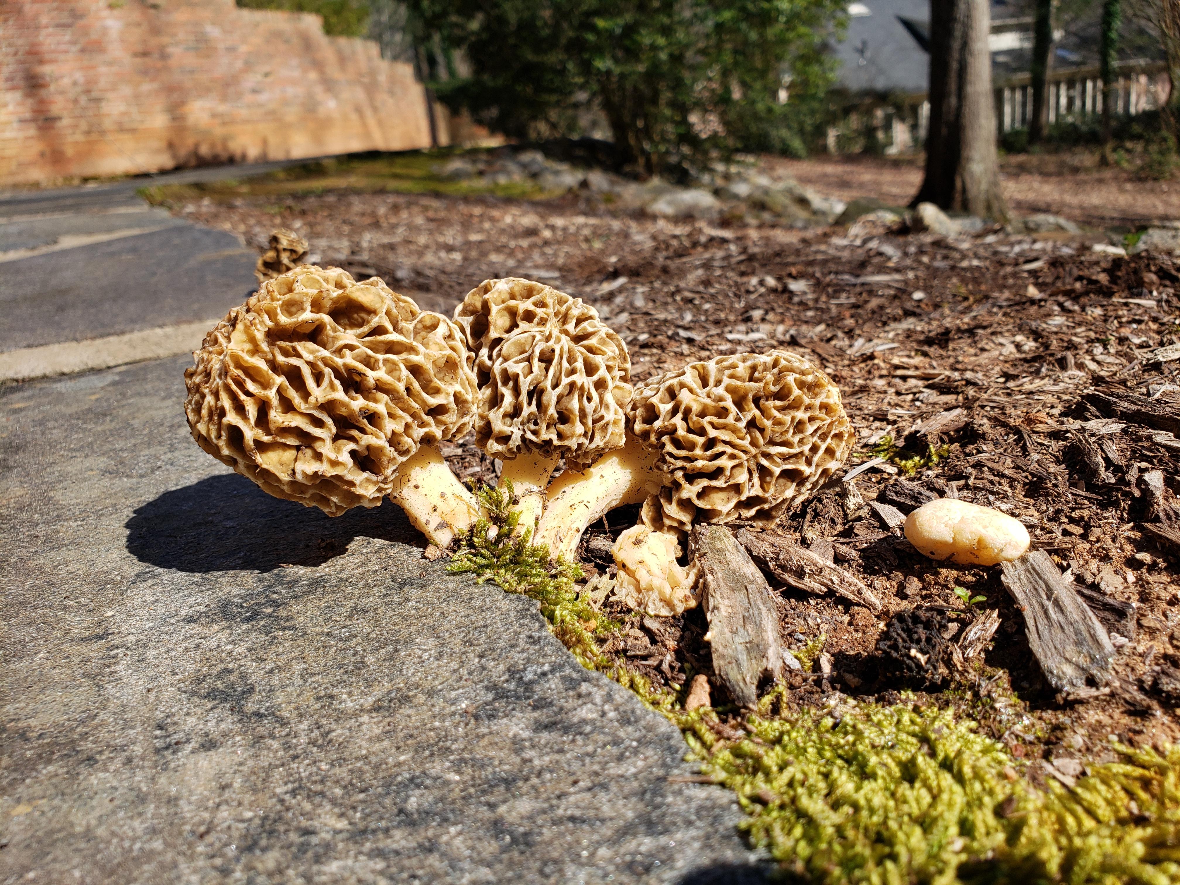 Morels? r/mycology