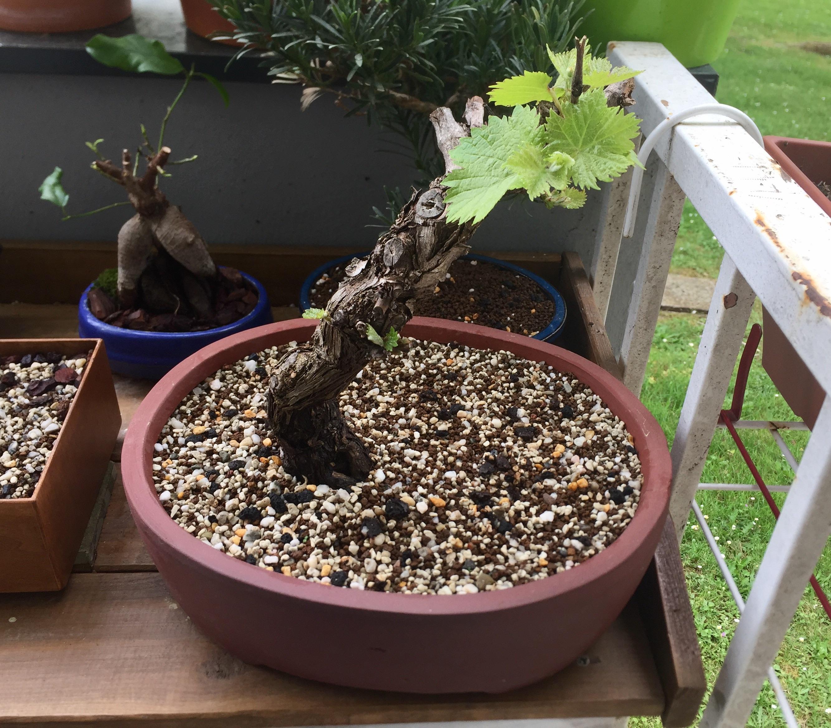 Grape vine growing new leaves r/Bonsai