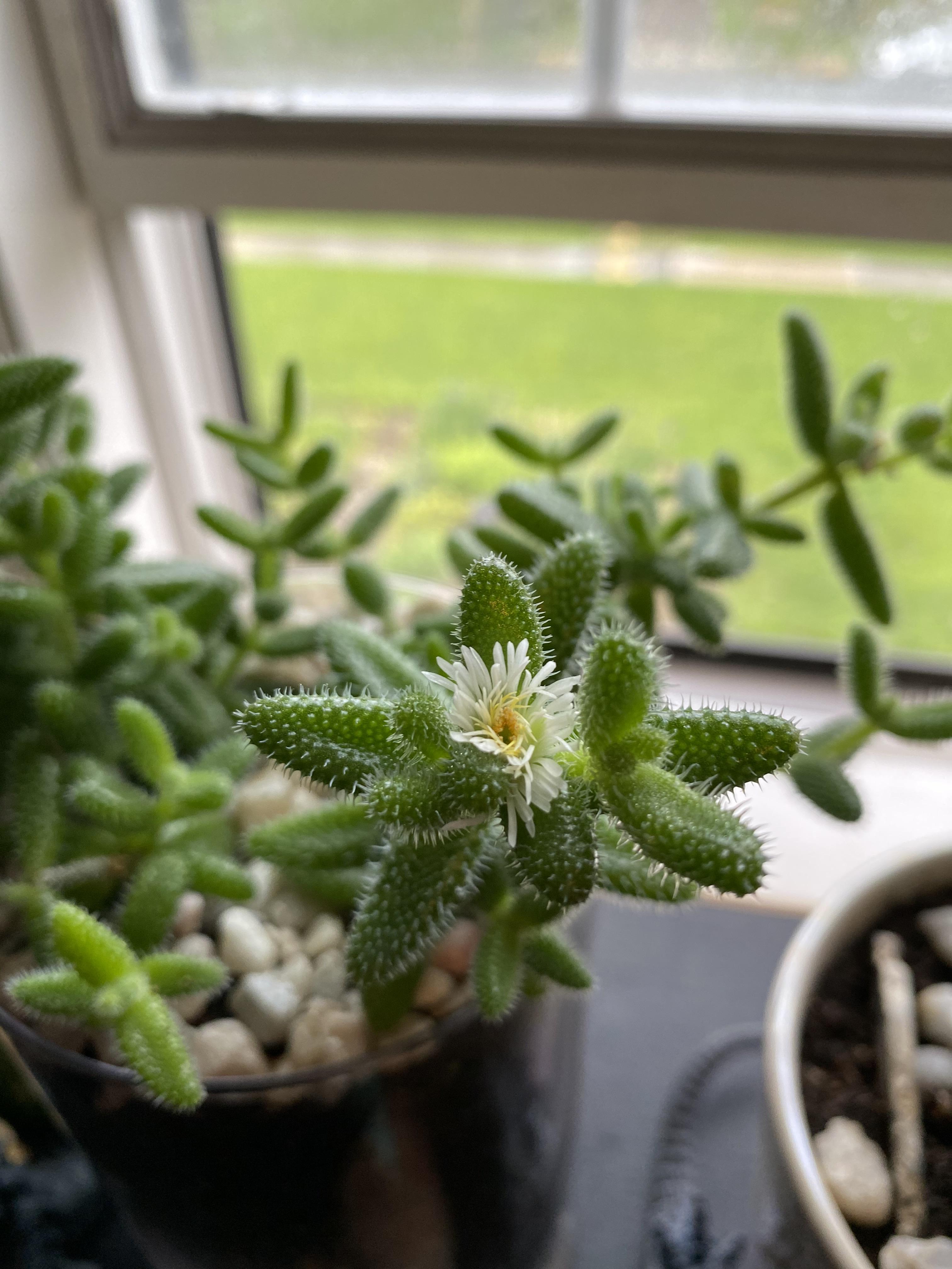 My pickle plant (delosperma echinatum) is flowering! r/succulents