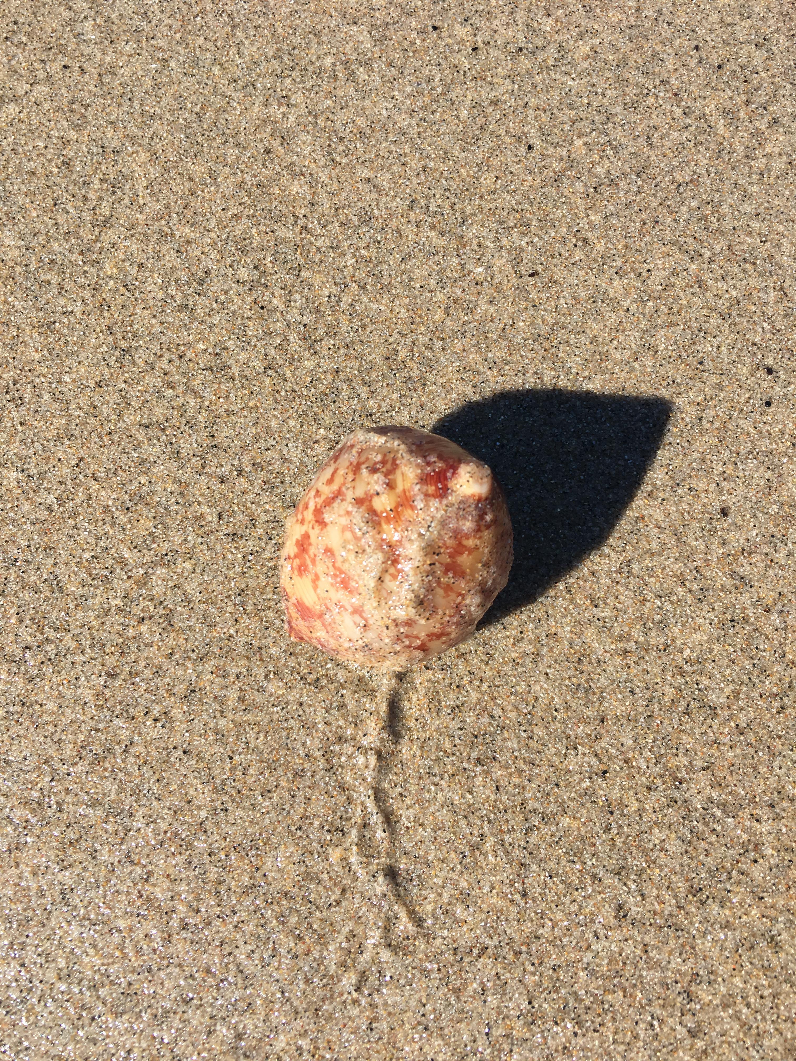 Does anyone know what kind of egg this is? Found washed up on a beach