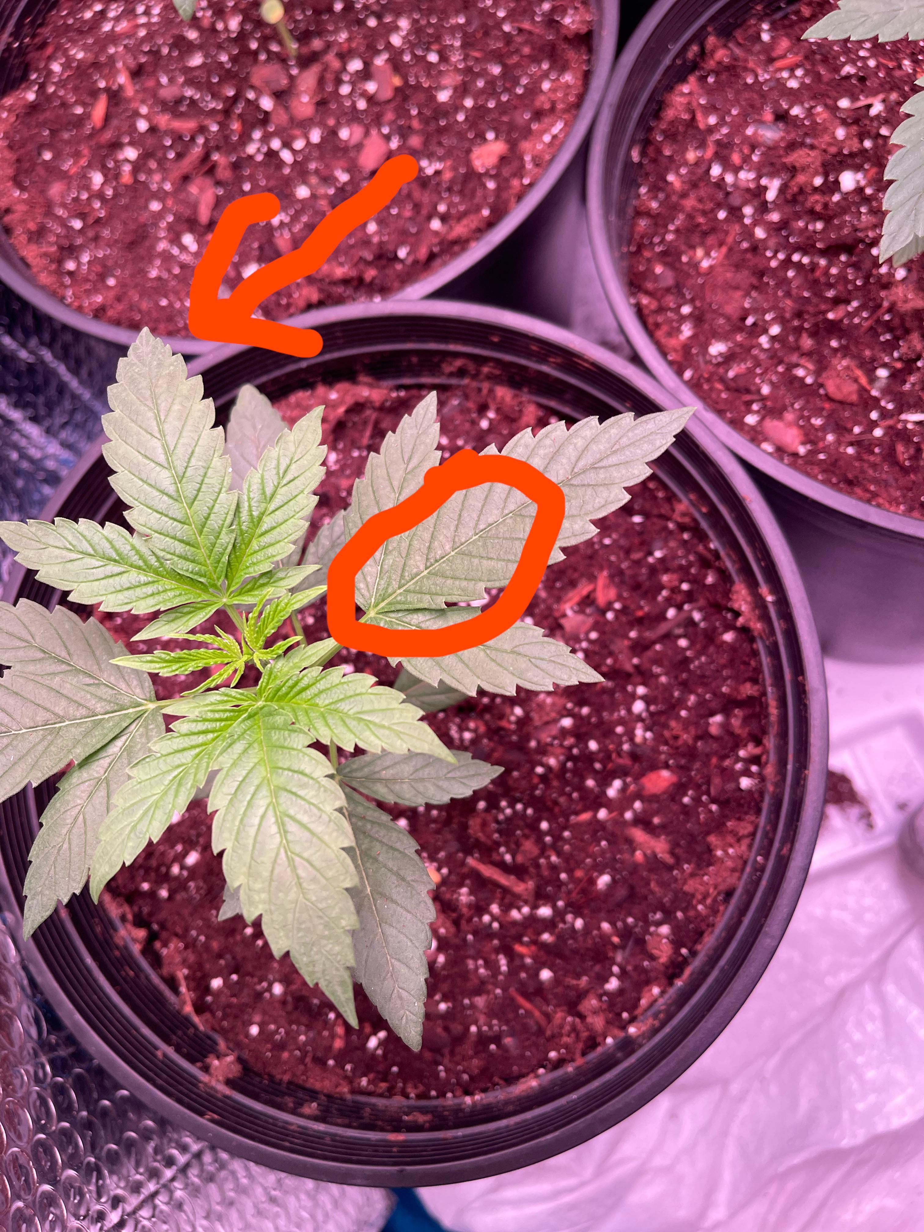 Does anyone know why my plants have this white dot pattern, it’s not