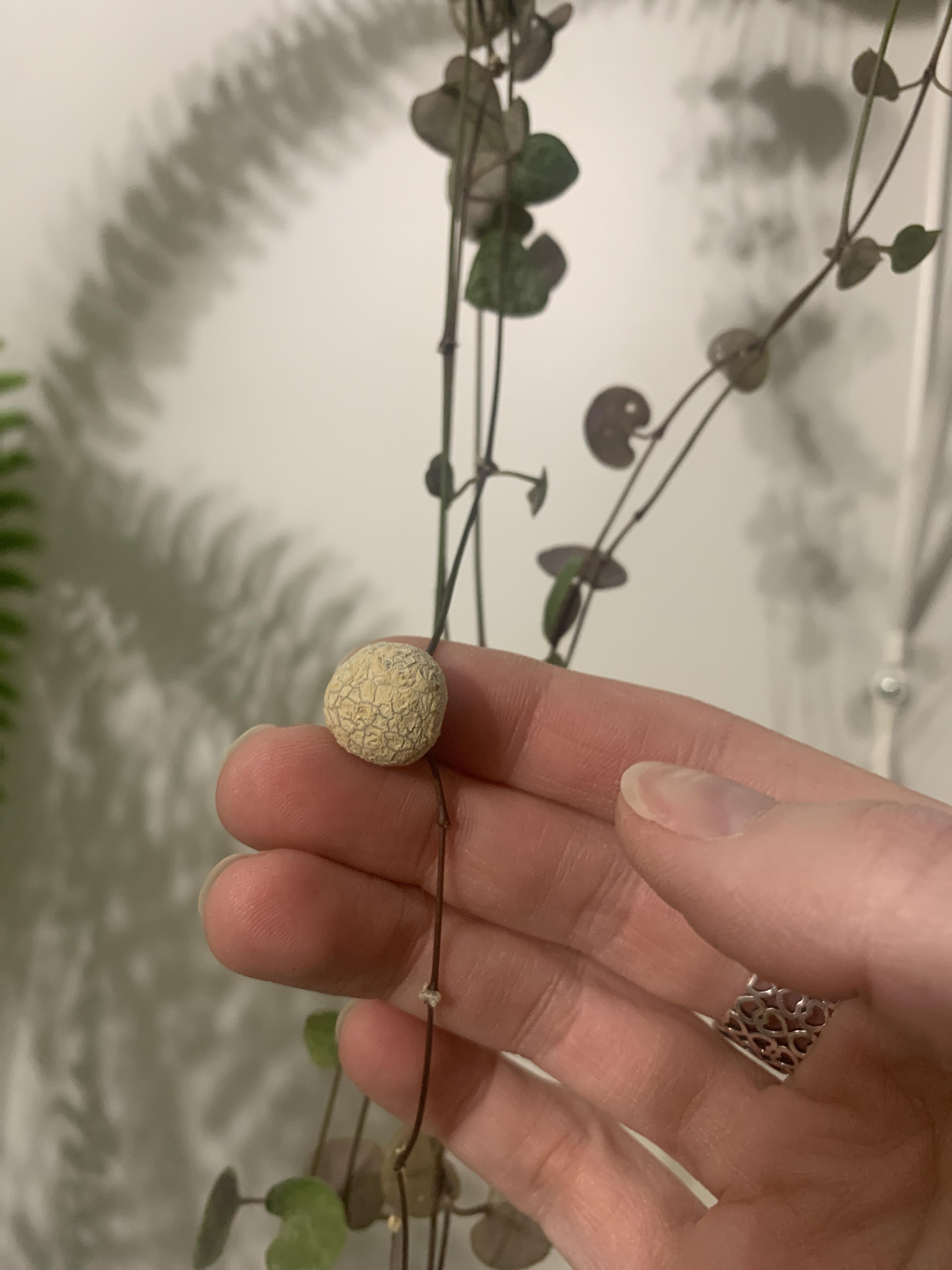 String of hearts has a few of these white nodules but this one is the