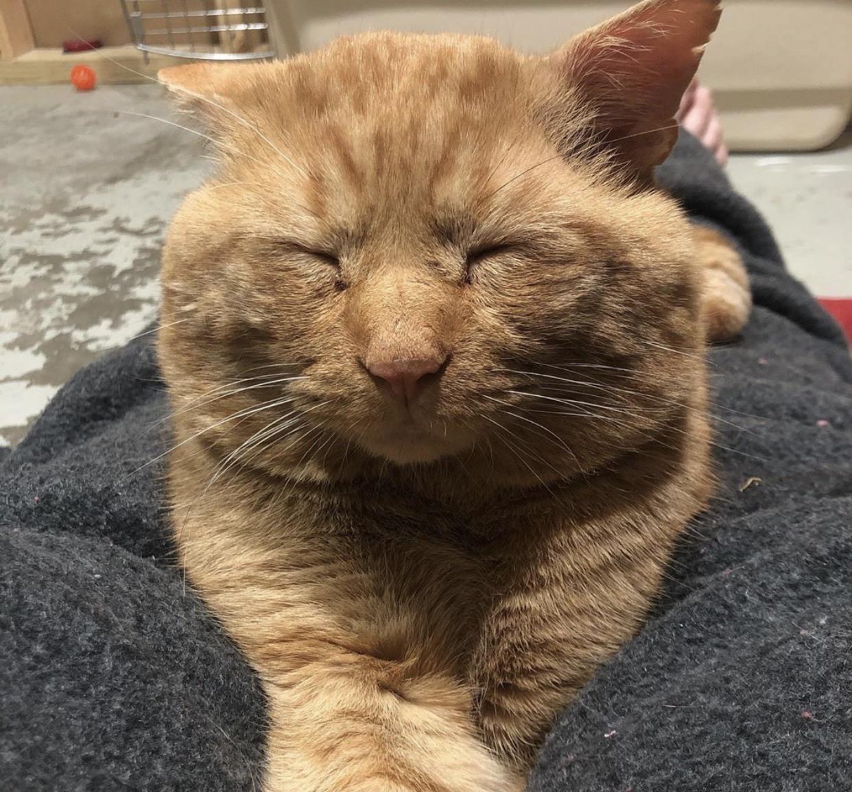 Found cat. We have seen this cat on our Ring security cam