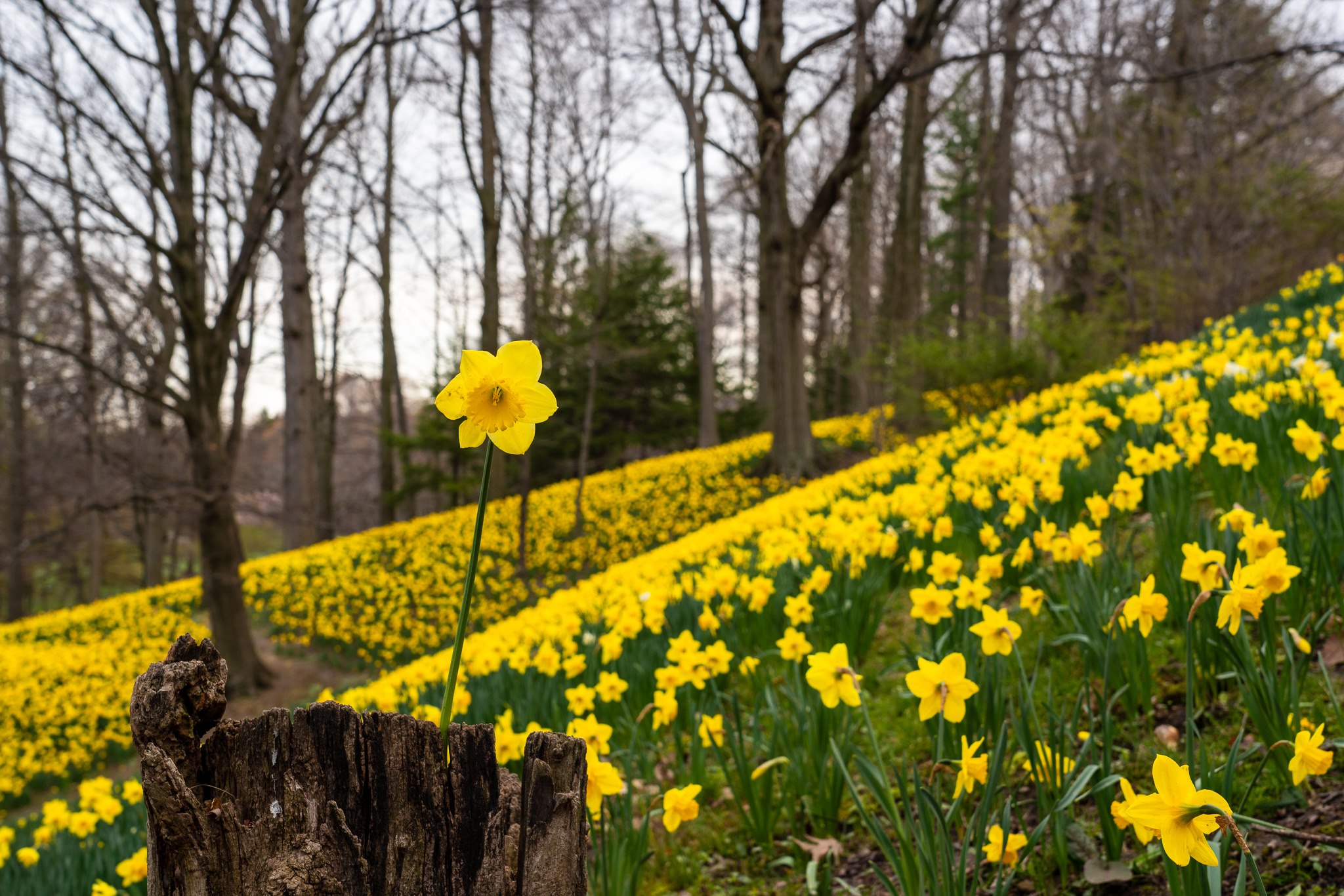 Daffodil Hill at Lake View Cemetery r/Cleveland