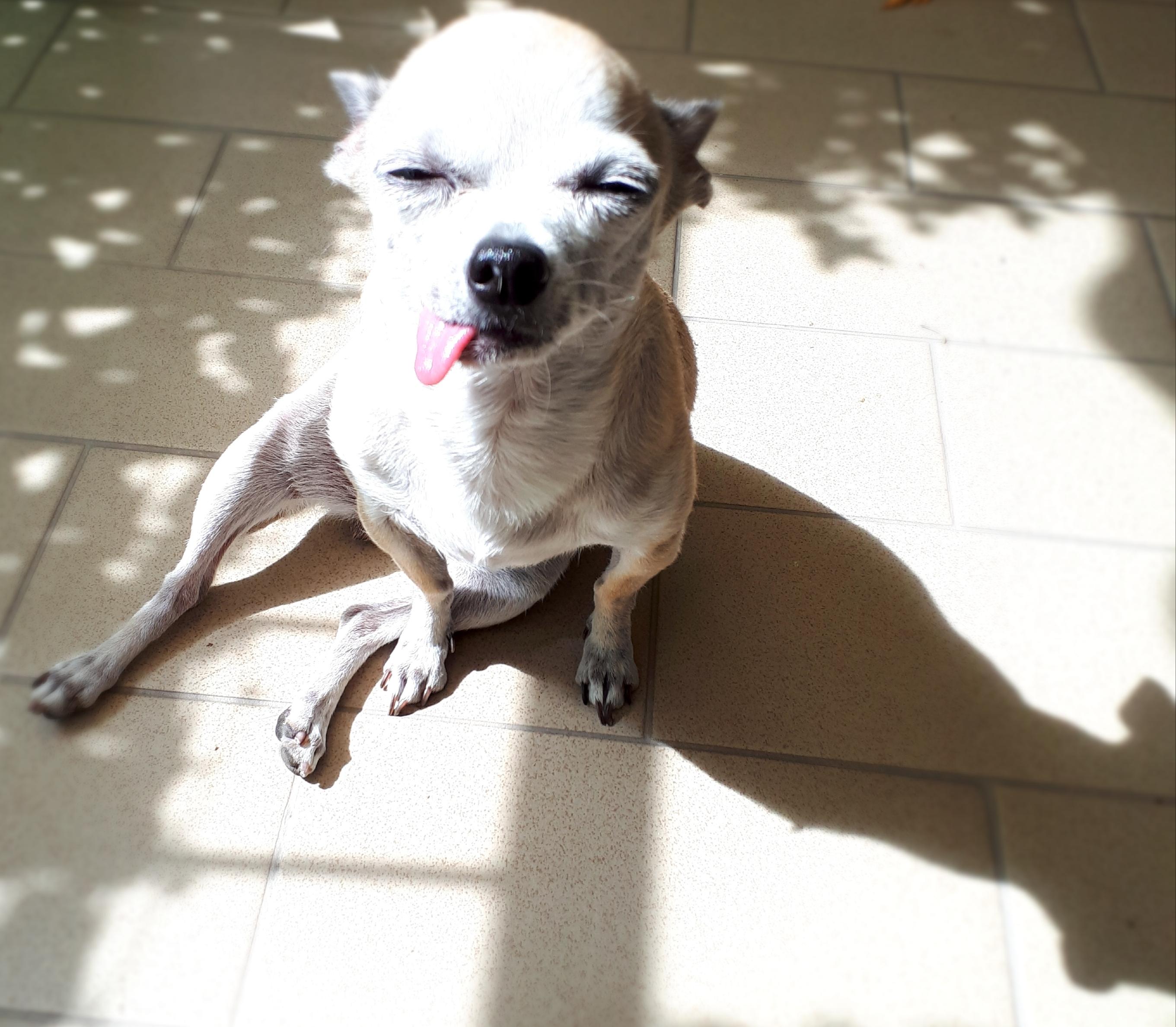 Is my dog Normal? r/aww