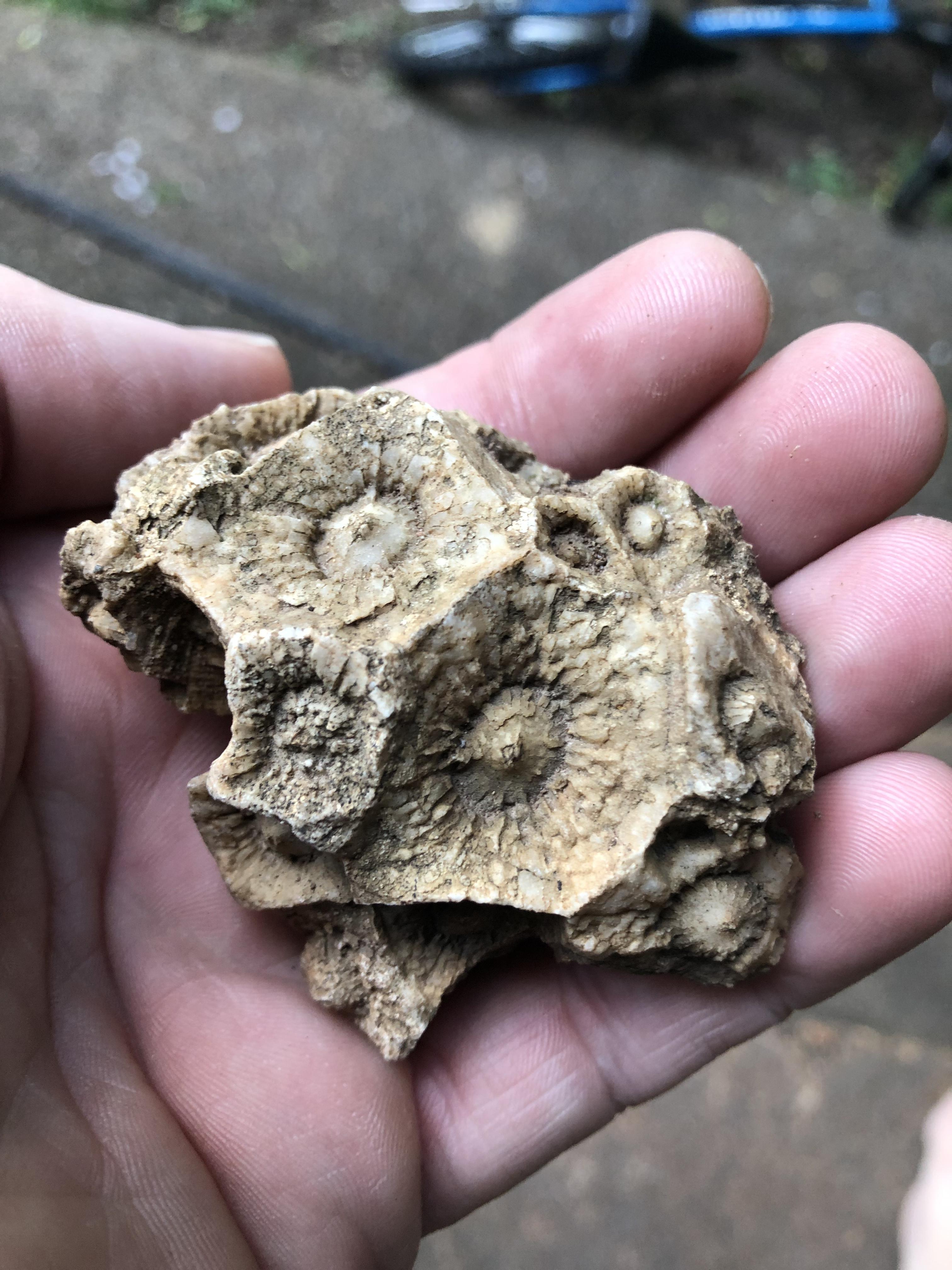 No clue what this is. Found in middle Tennessee. r/fossilid