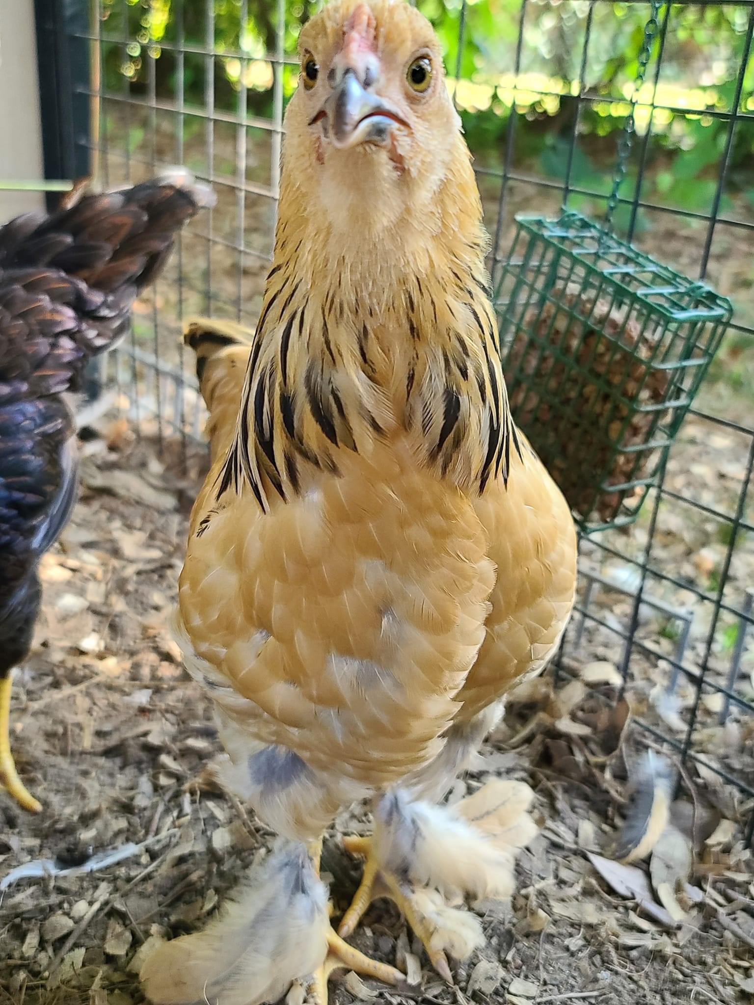 Why are chickens so goofy 🤪 this is Meatball r/chickens