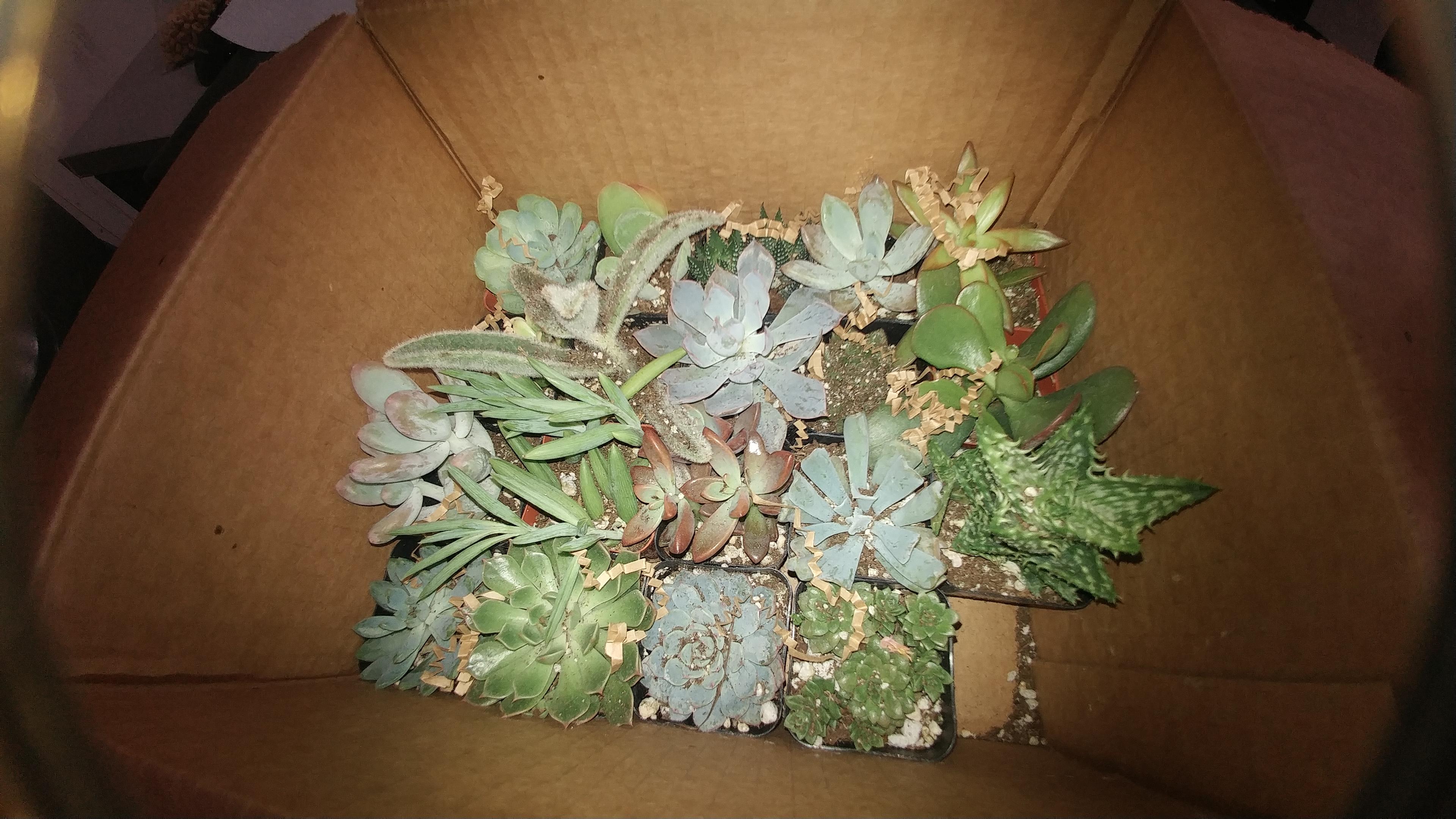 Yesterday the amazon treasure truck was full of treasures! r/succulents