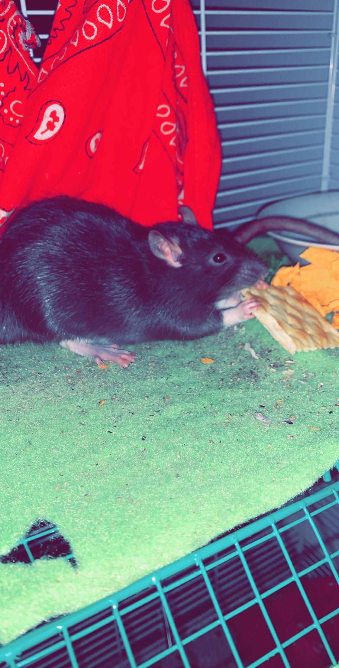 My favorite pass time taking cute pictures of my rats eating random