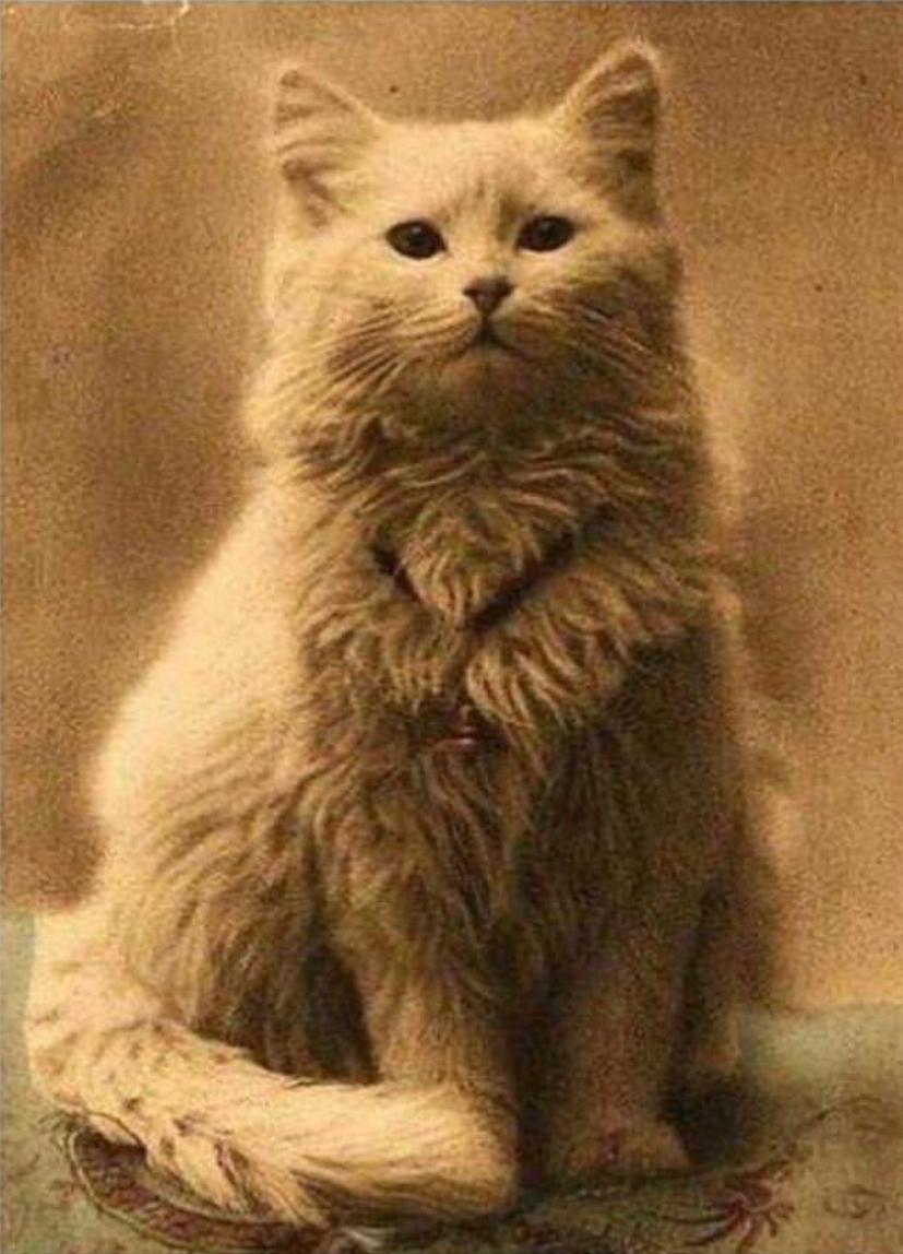 The first cat photo ever taken, in the 1880s. r/pics