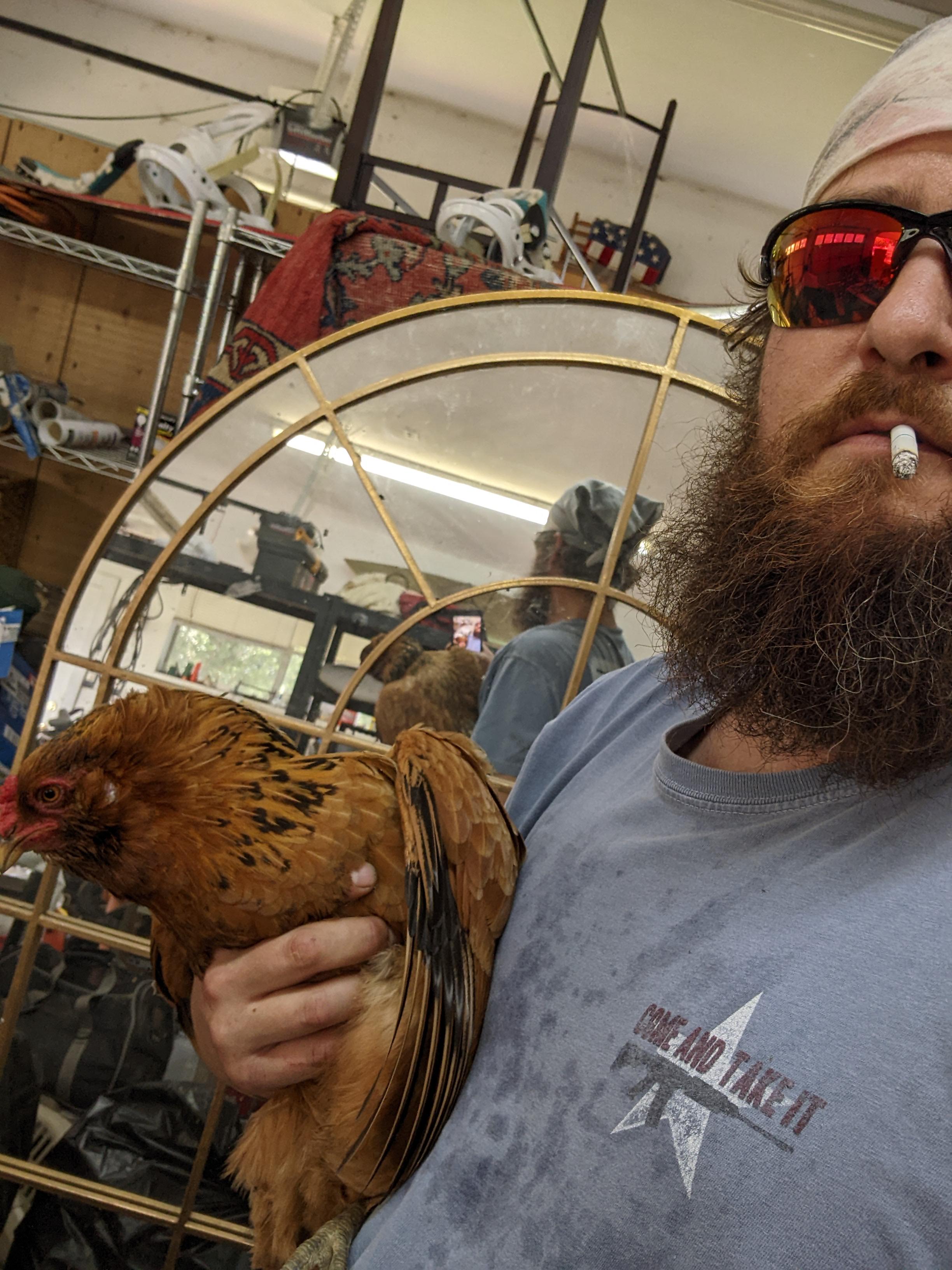 Chicken heads chickens