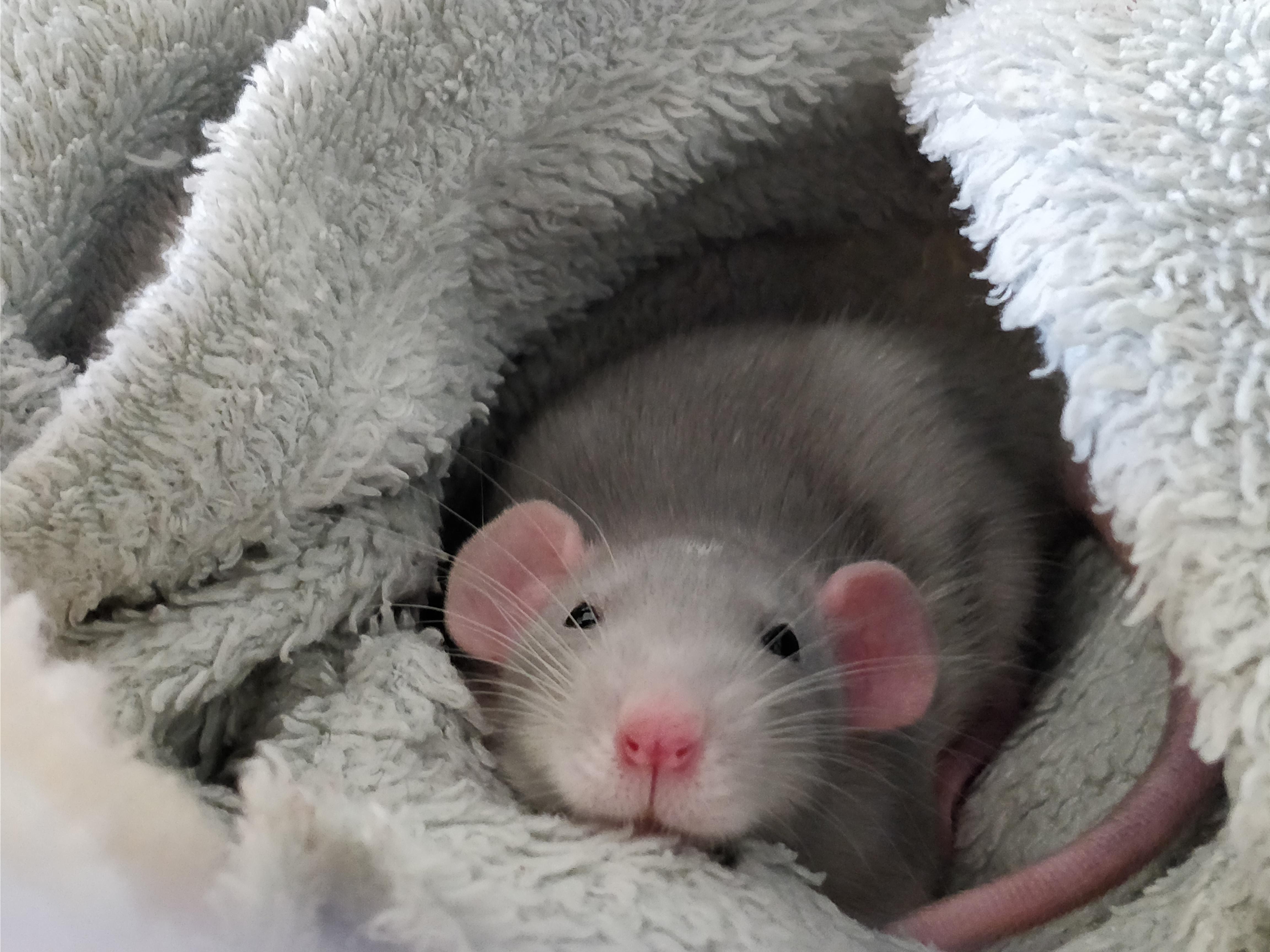 Cute and comfie r/RATS