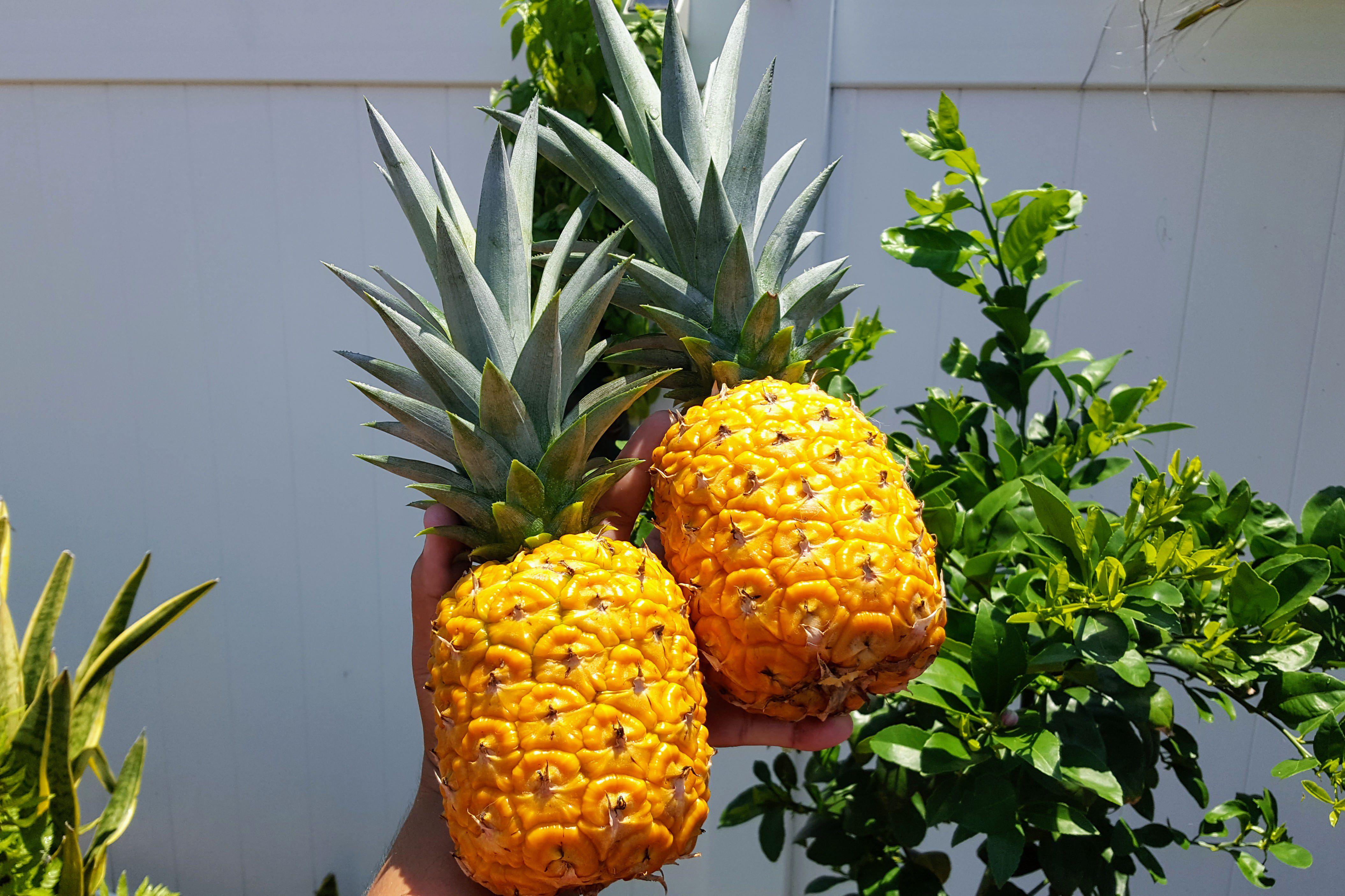 The first 2 pineapple of the season! r/gardening