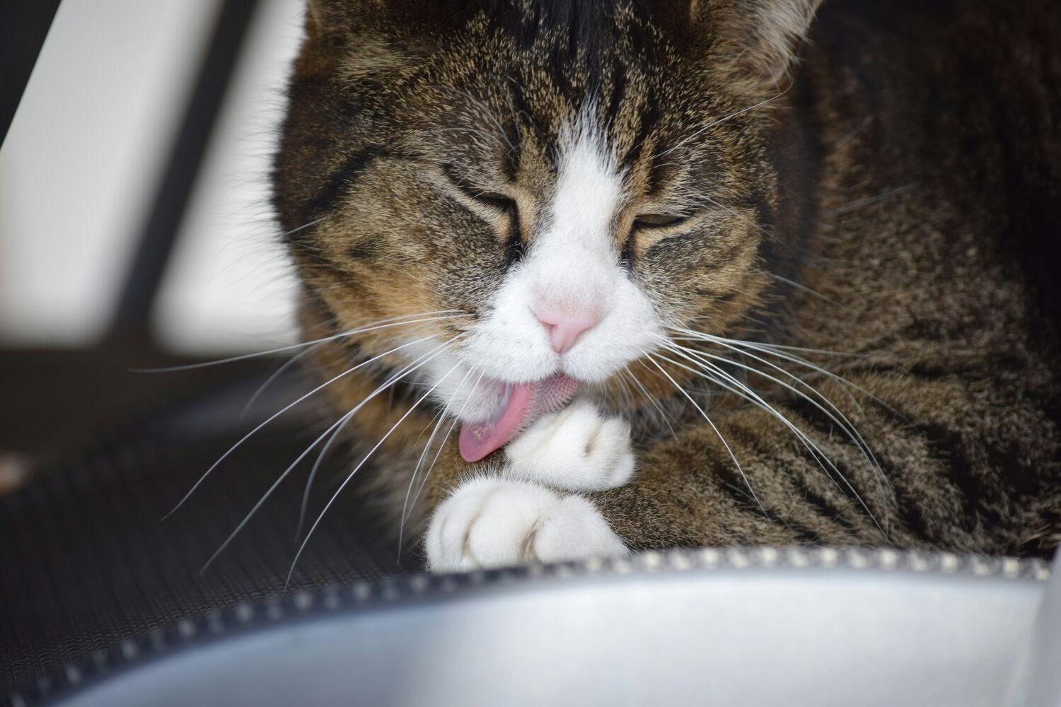 My cat attac, my cat protec, but most importantly my cat clean his paws. (Xpost from r/cats