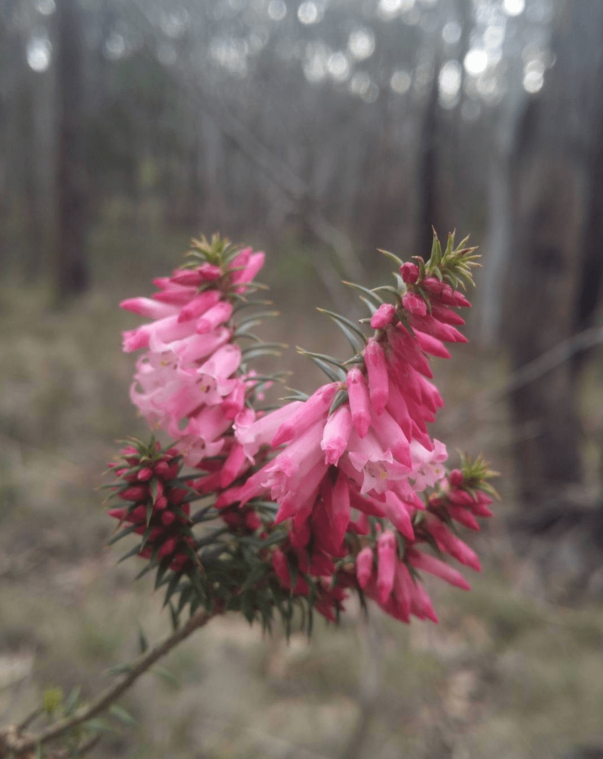 Victoria's Floral Emblem. Epacris impressa, Common Heath. Lerderderg