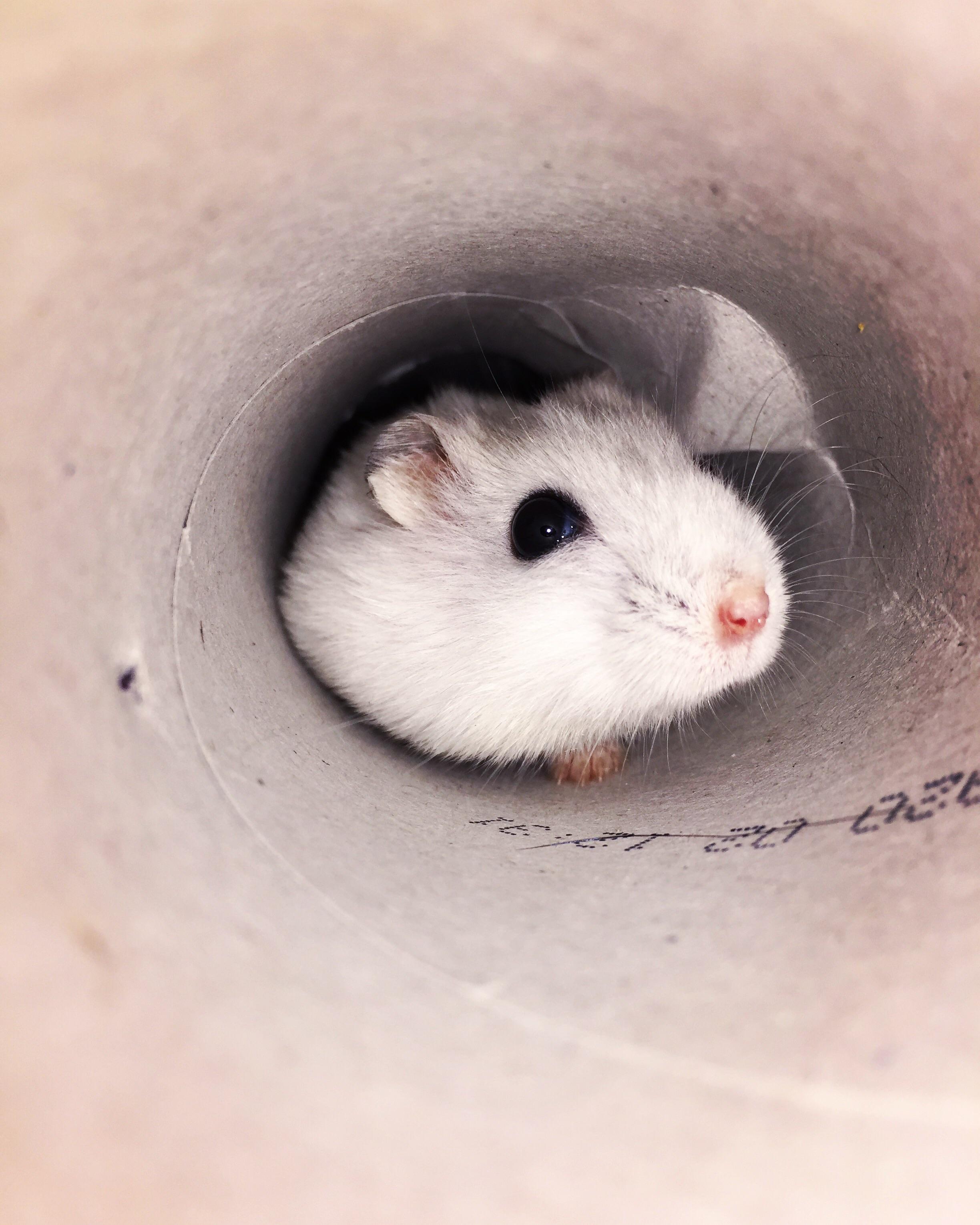 Our little winter white! r/hamsters