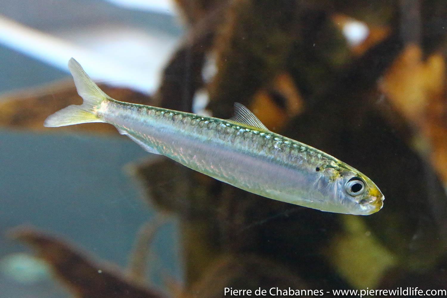 Food fishes like sardines can be quite pretty when seen alive. The