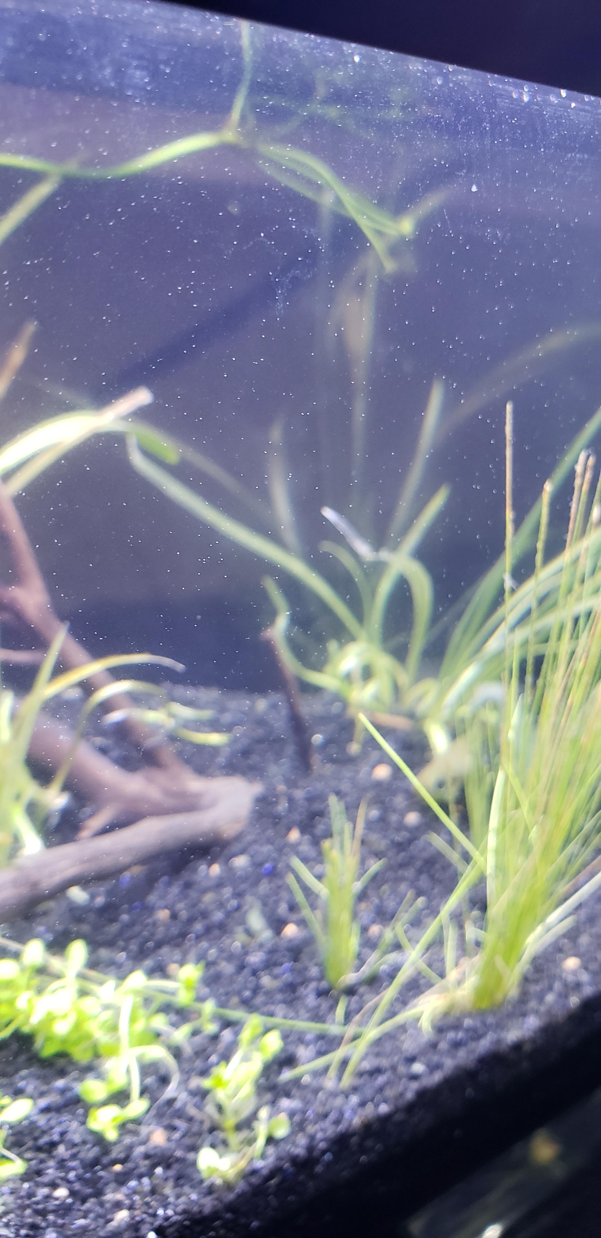 What are these tiny white things on my glass??? Theres too many of them
