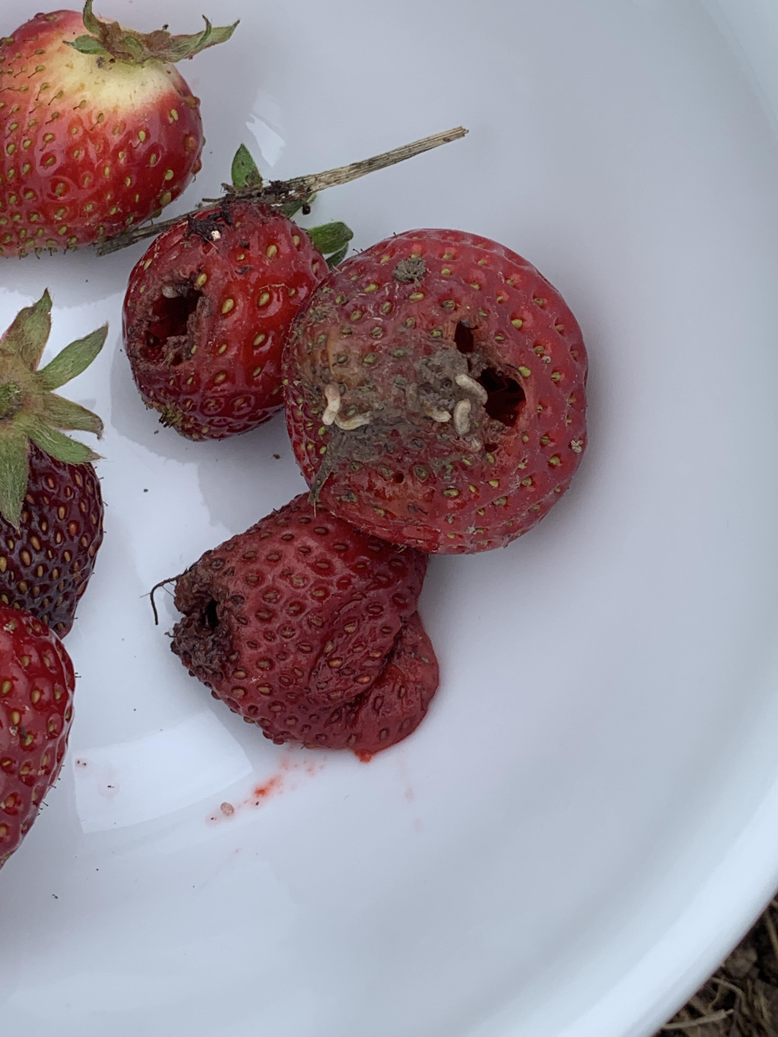 Maggots in my strawberries 🤮 what do I do? r/gardening