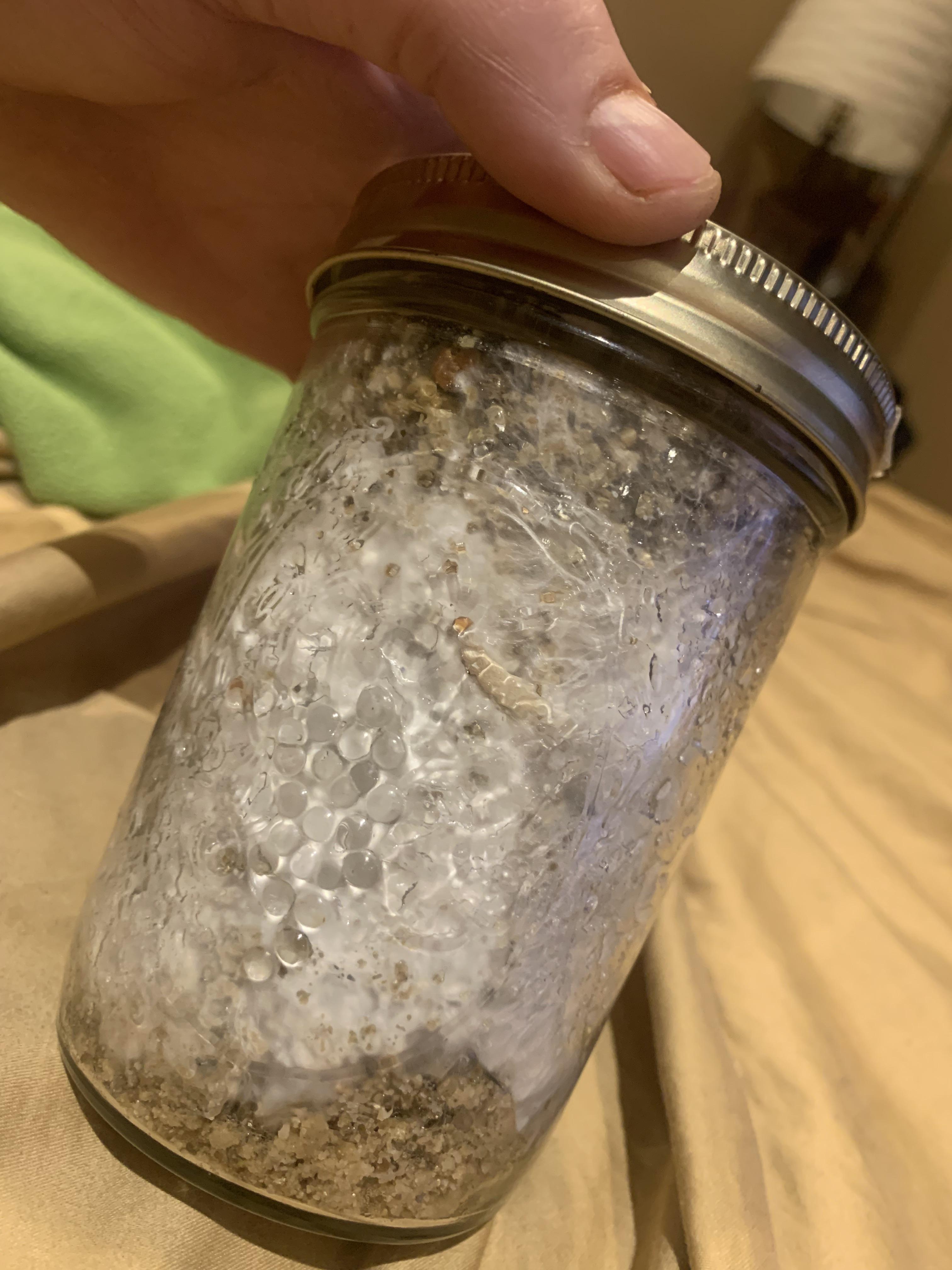 BRF jars pinning! So my BRF jars are about 80 colonized, but I see