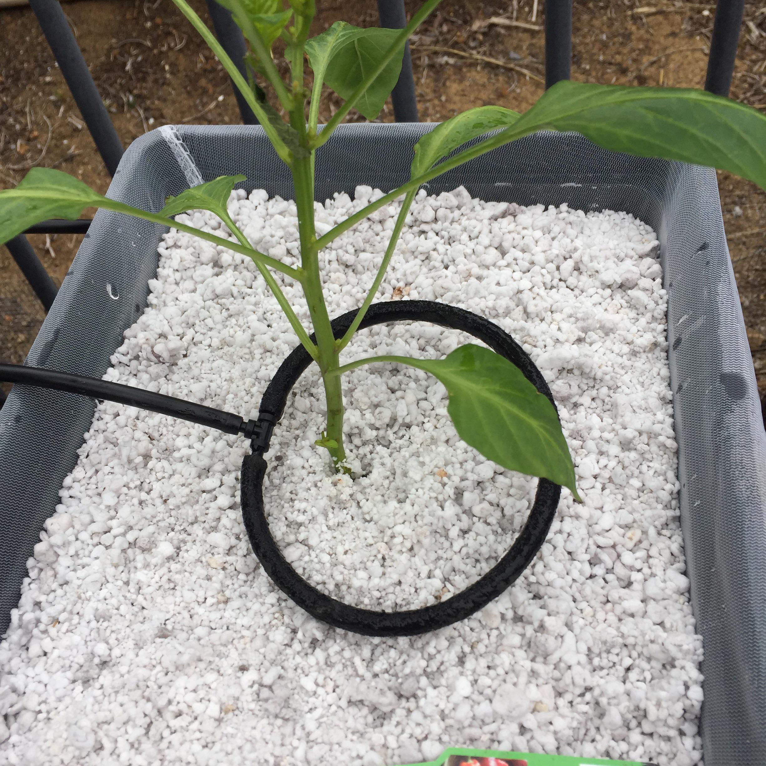 Dutch Bucket drip question r/hydro