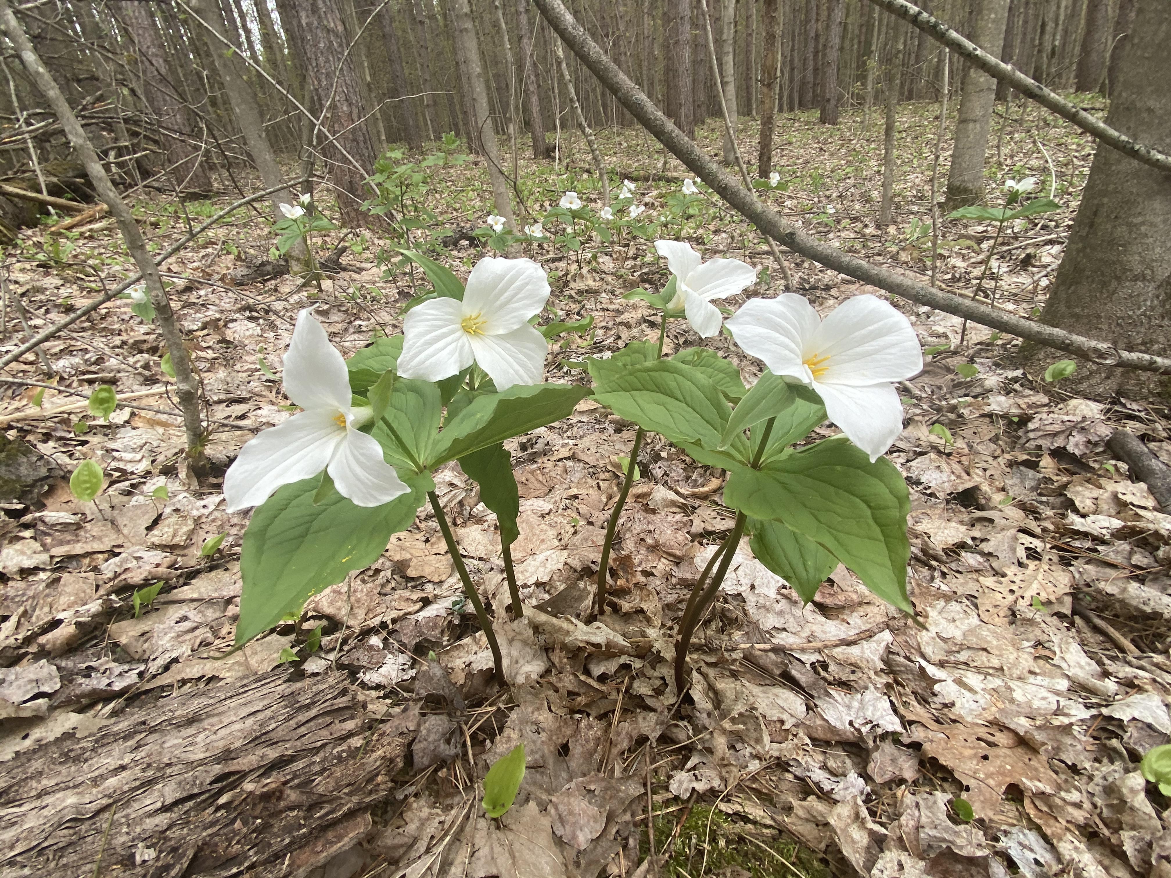The Trillium, our provincial flower is in full bloom. r/ontario